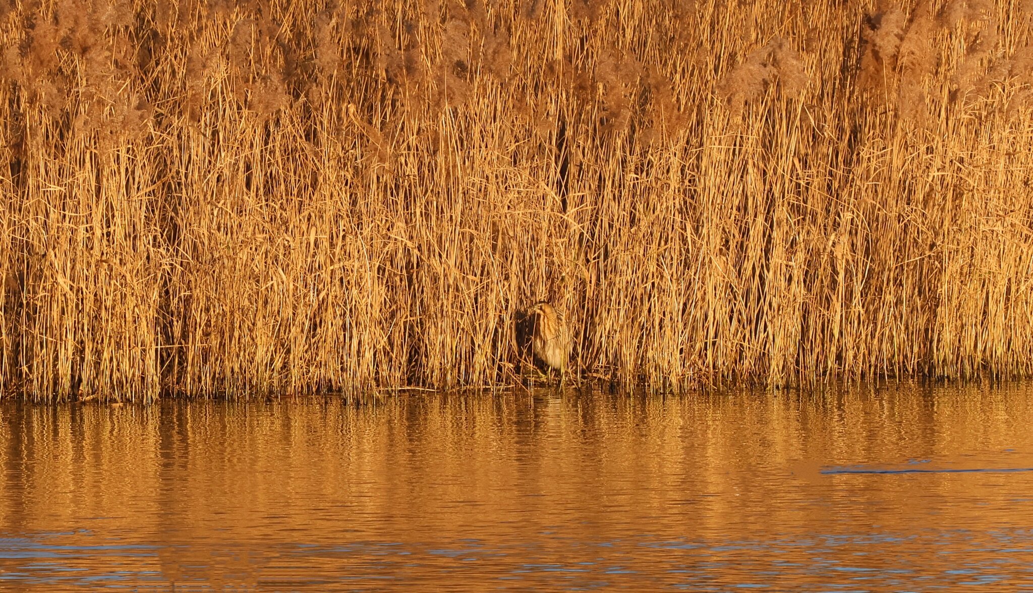 Bittern1 400mm crop.JPG