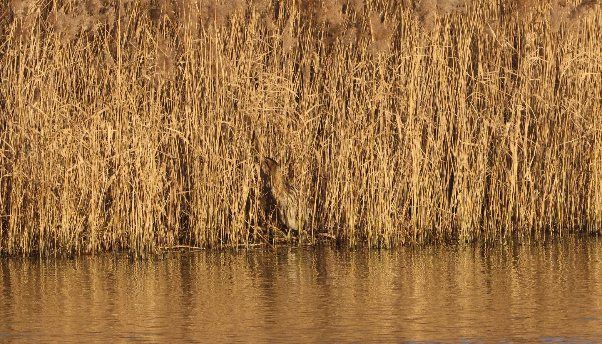 Bittern2 800mm crop.JPG