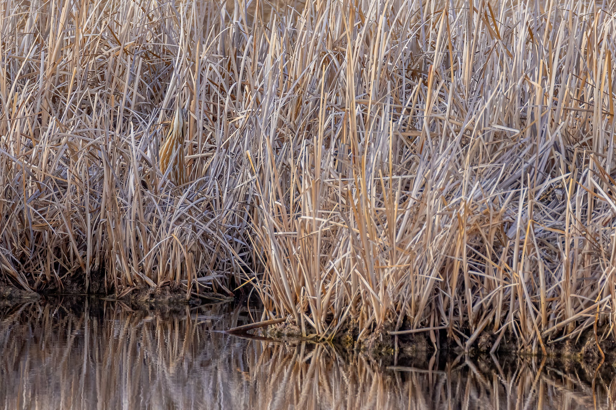 Bittern210212.jpg