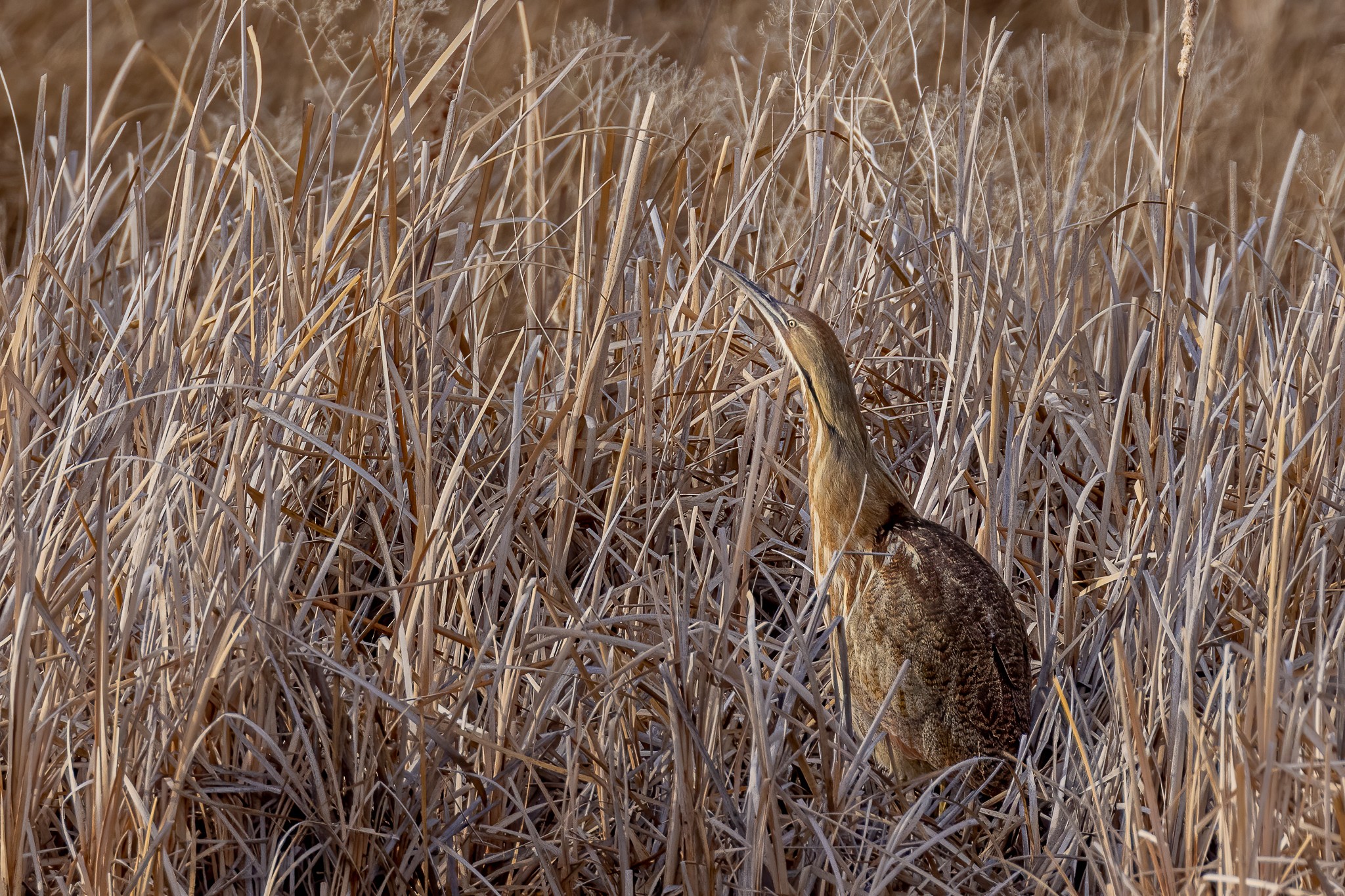 Bittern2210212.jpg