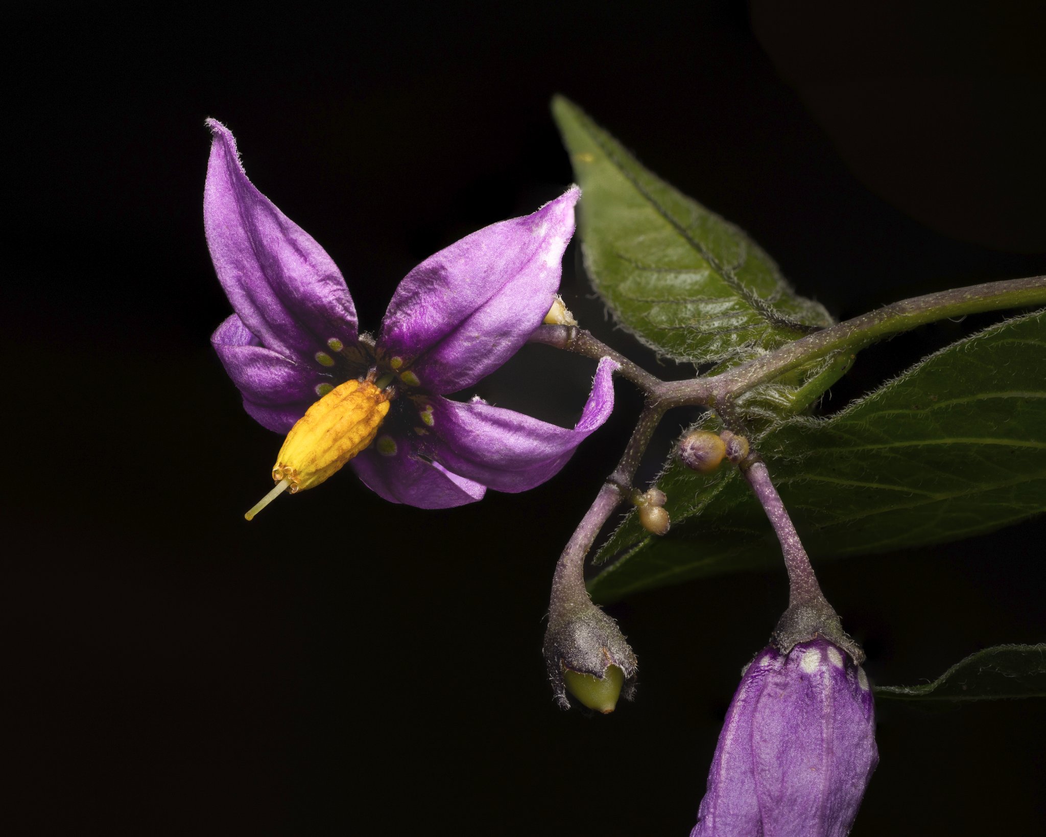 Bittersweet Nightshade Flower-2.jpg