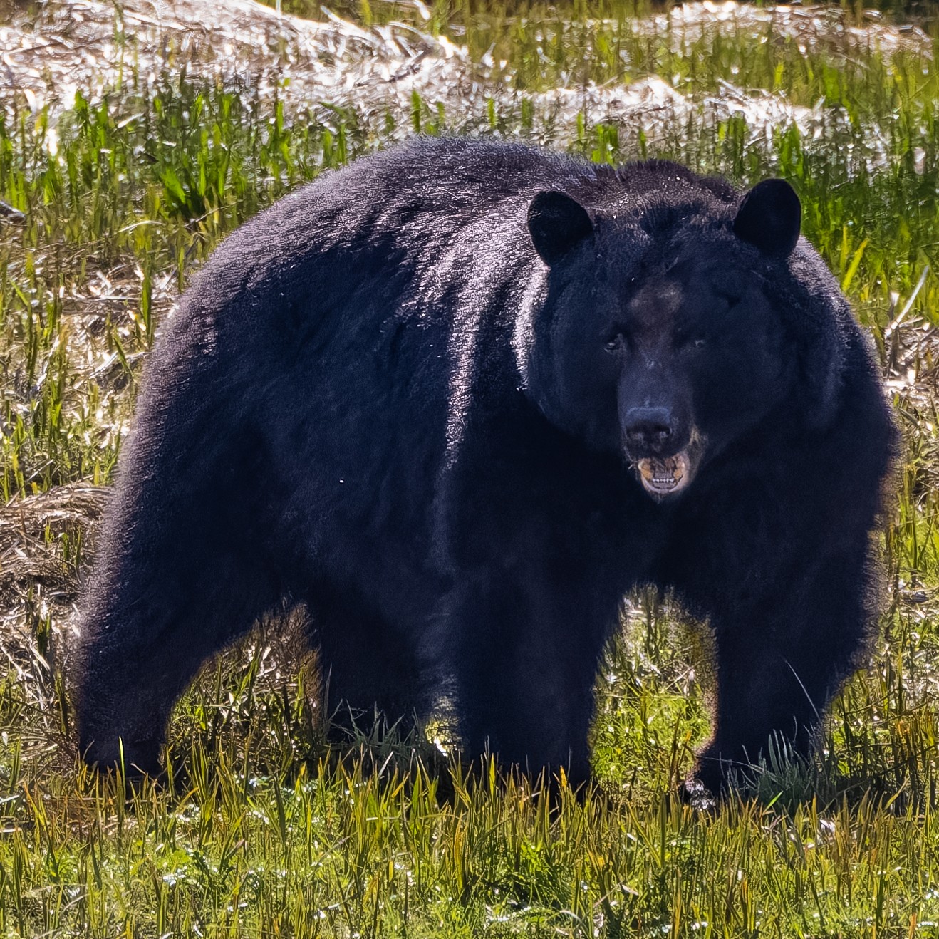 Black Bear at Herring Cove, Alaska