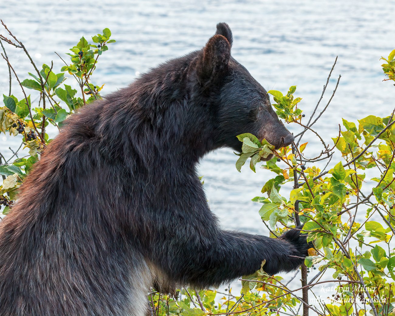 Black Bear eating berries.jpg
