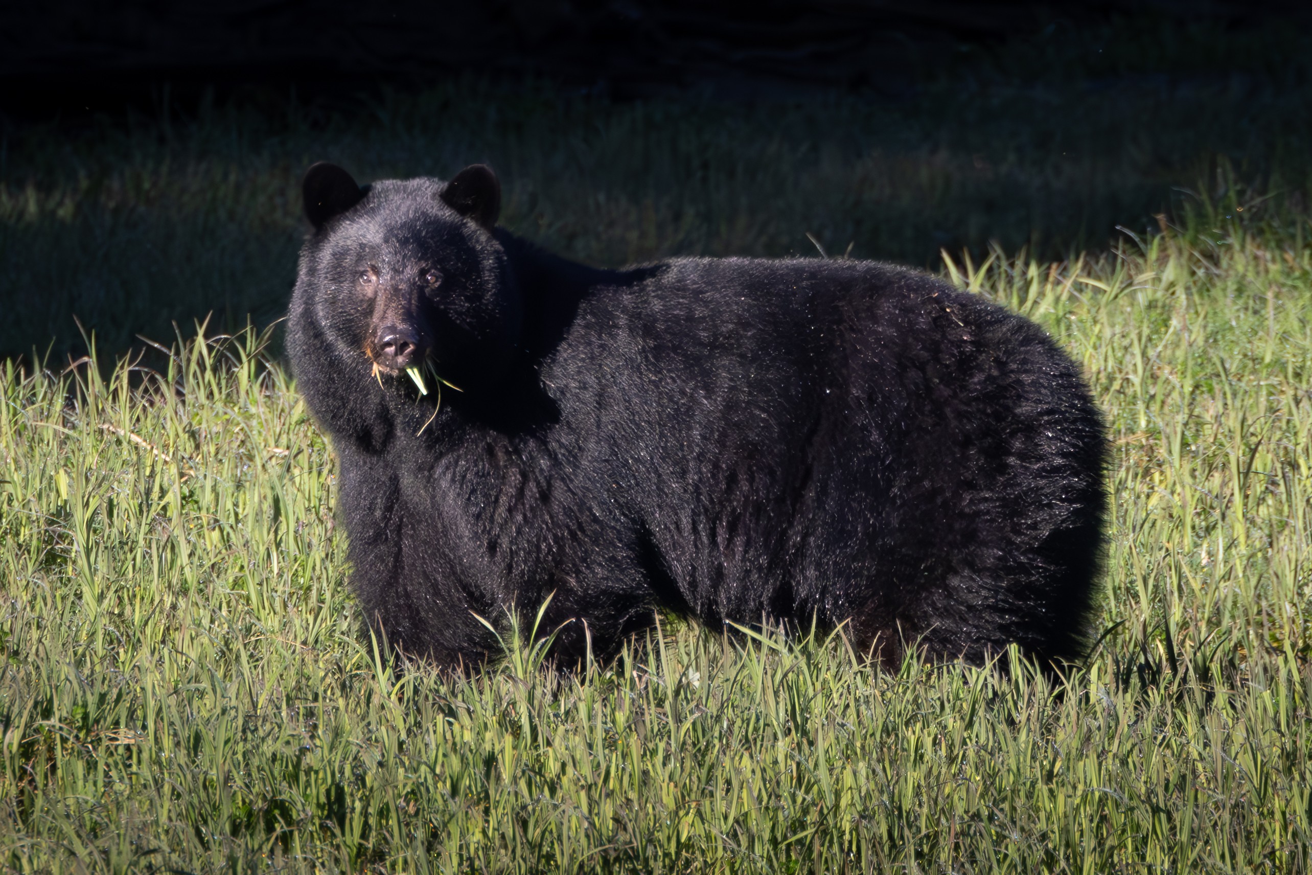 Black Bear - Tired of eating grass.  Salmon coming soon!