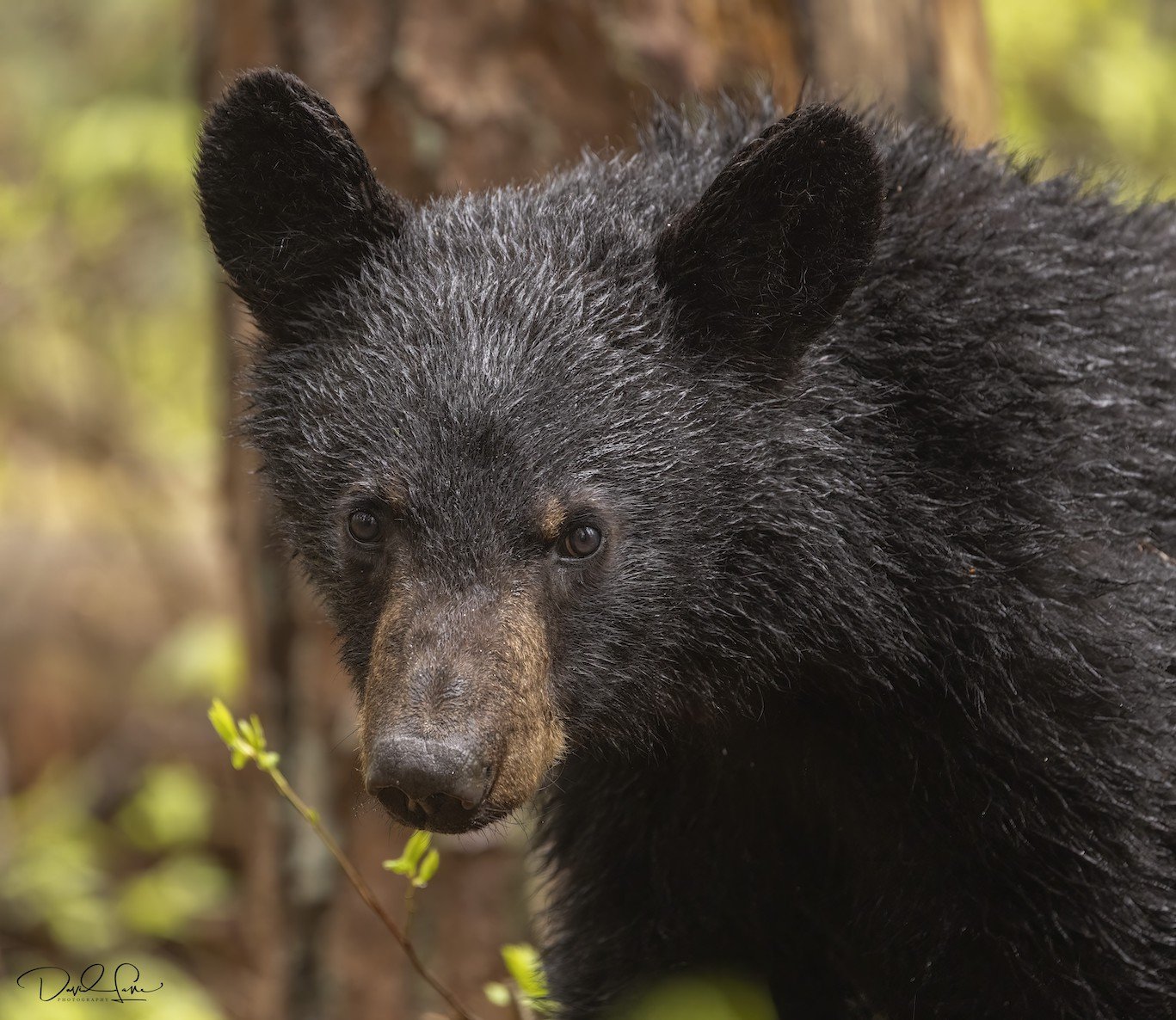 Black bear yearling