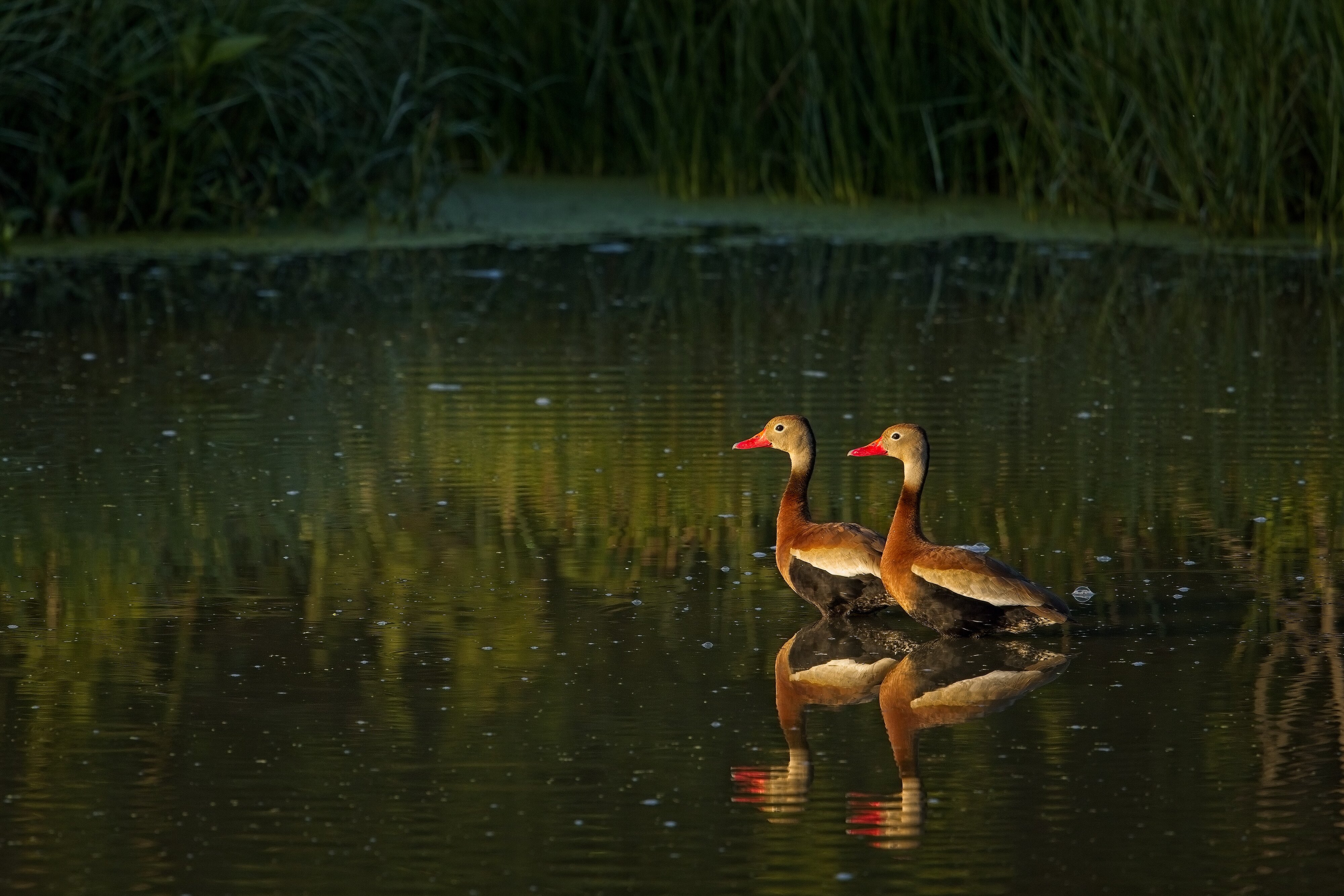 Black-Bellied Whistling Ducks in the early morning