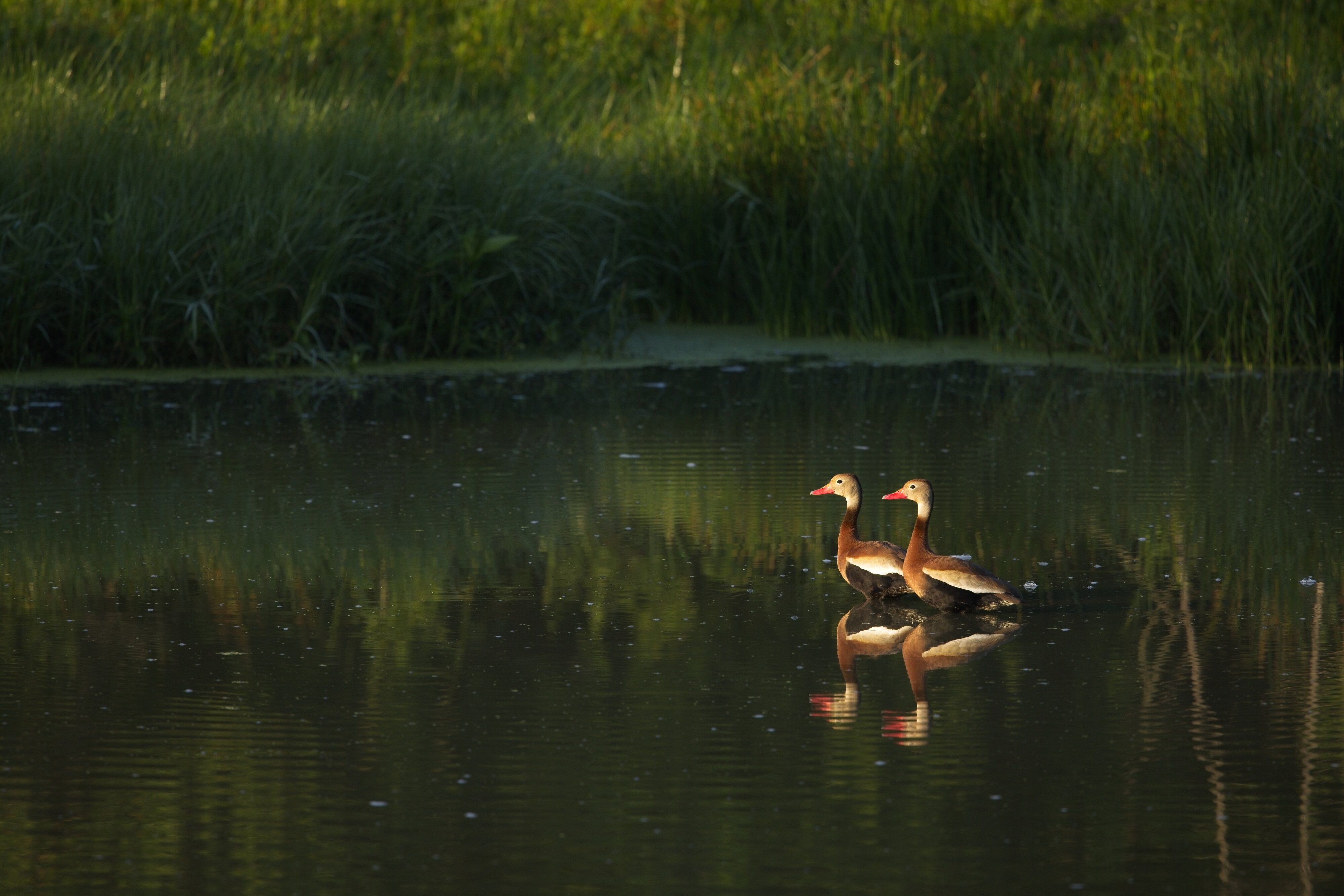 Black-Bellied Whistling Ducks no edit RAW to JPEG conversion for Kwazy