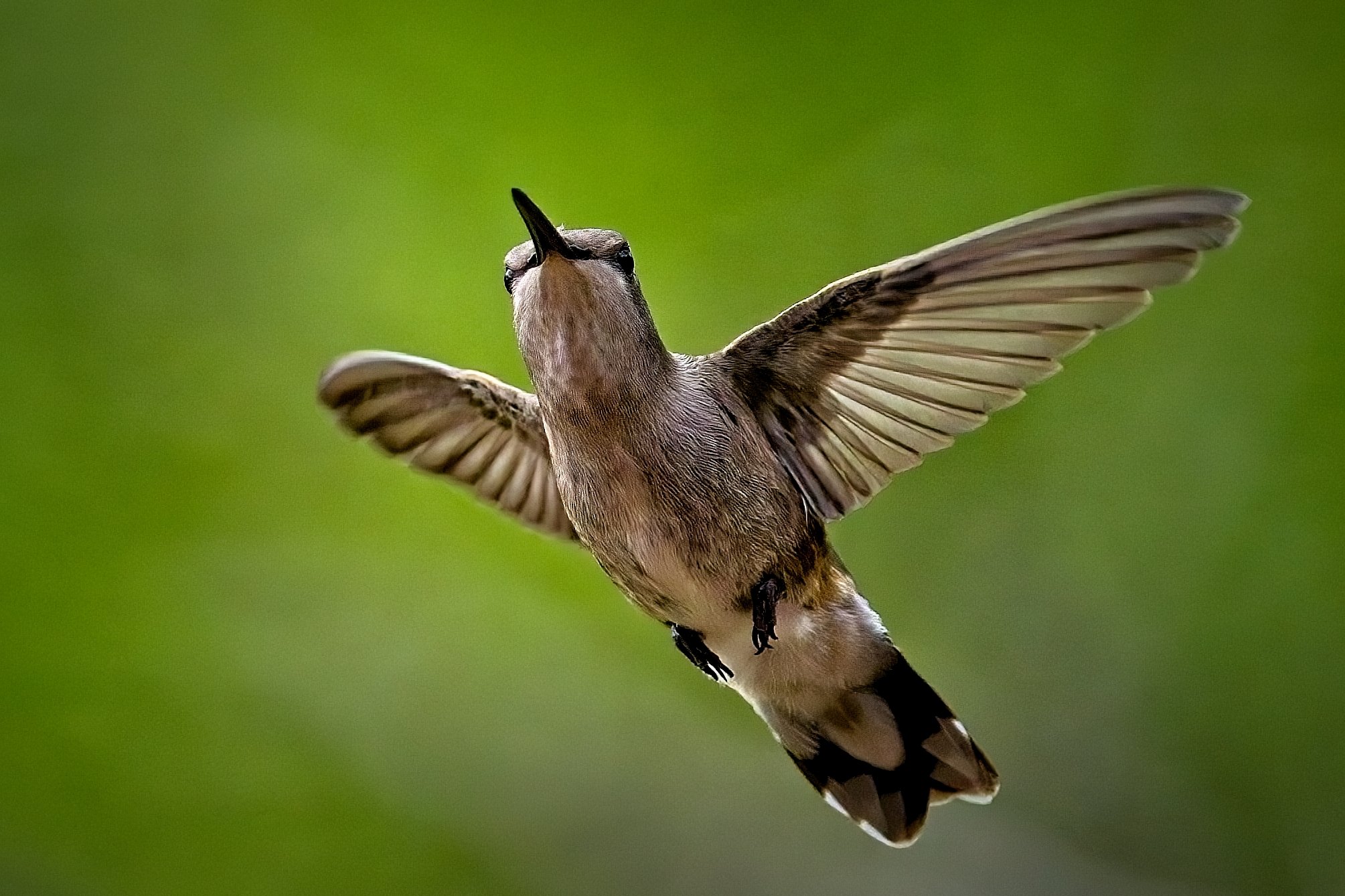 Black-Chinned Hummingbird