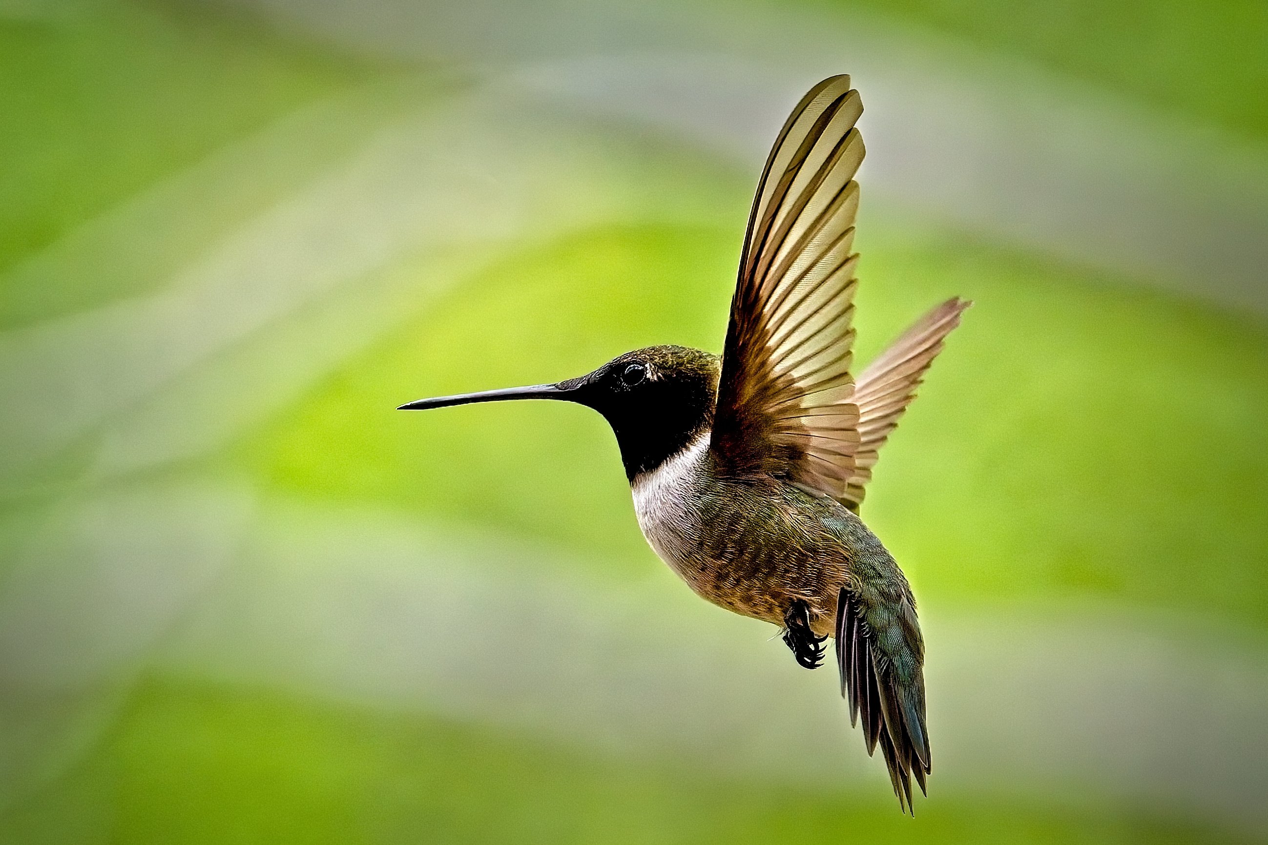 Black-Chinned Hummingbird