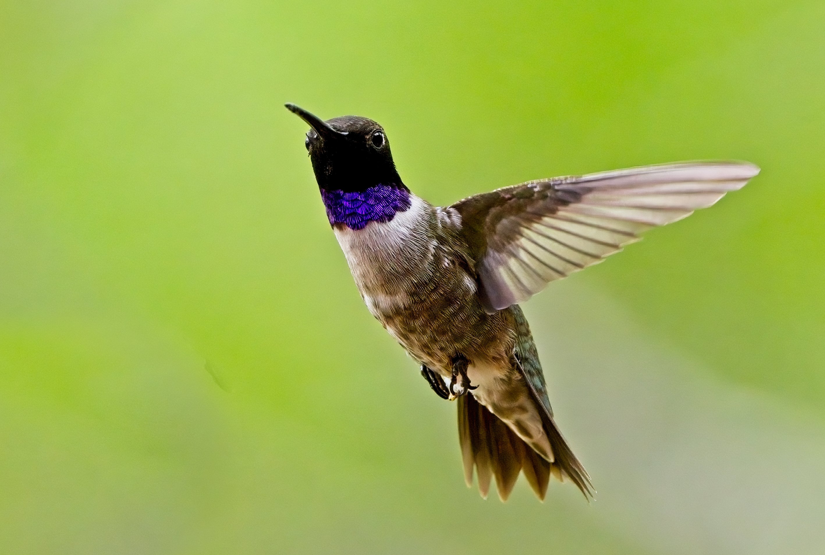 Black-Chinned Hummingbird