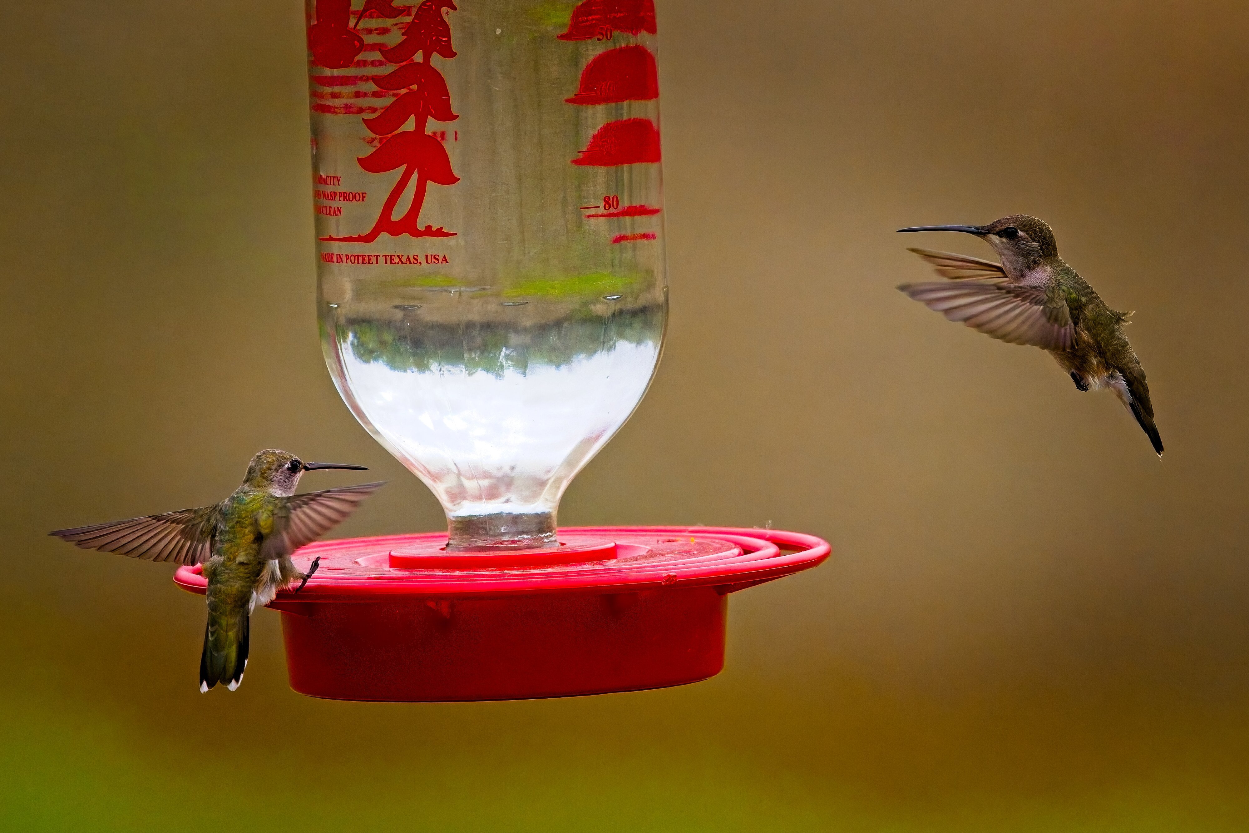 Black-chinned Hummingbirds on feeder