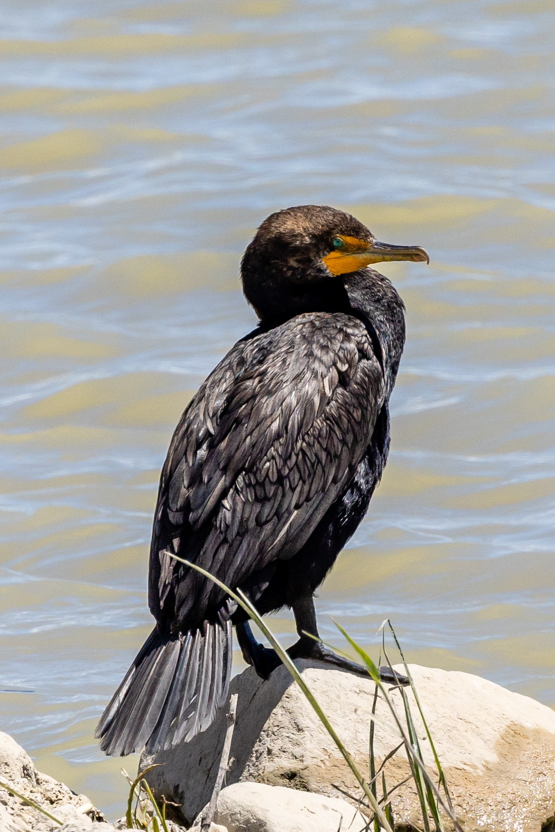 Black Cormorant (Bear River Refuge, N Utah)