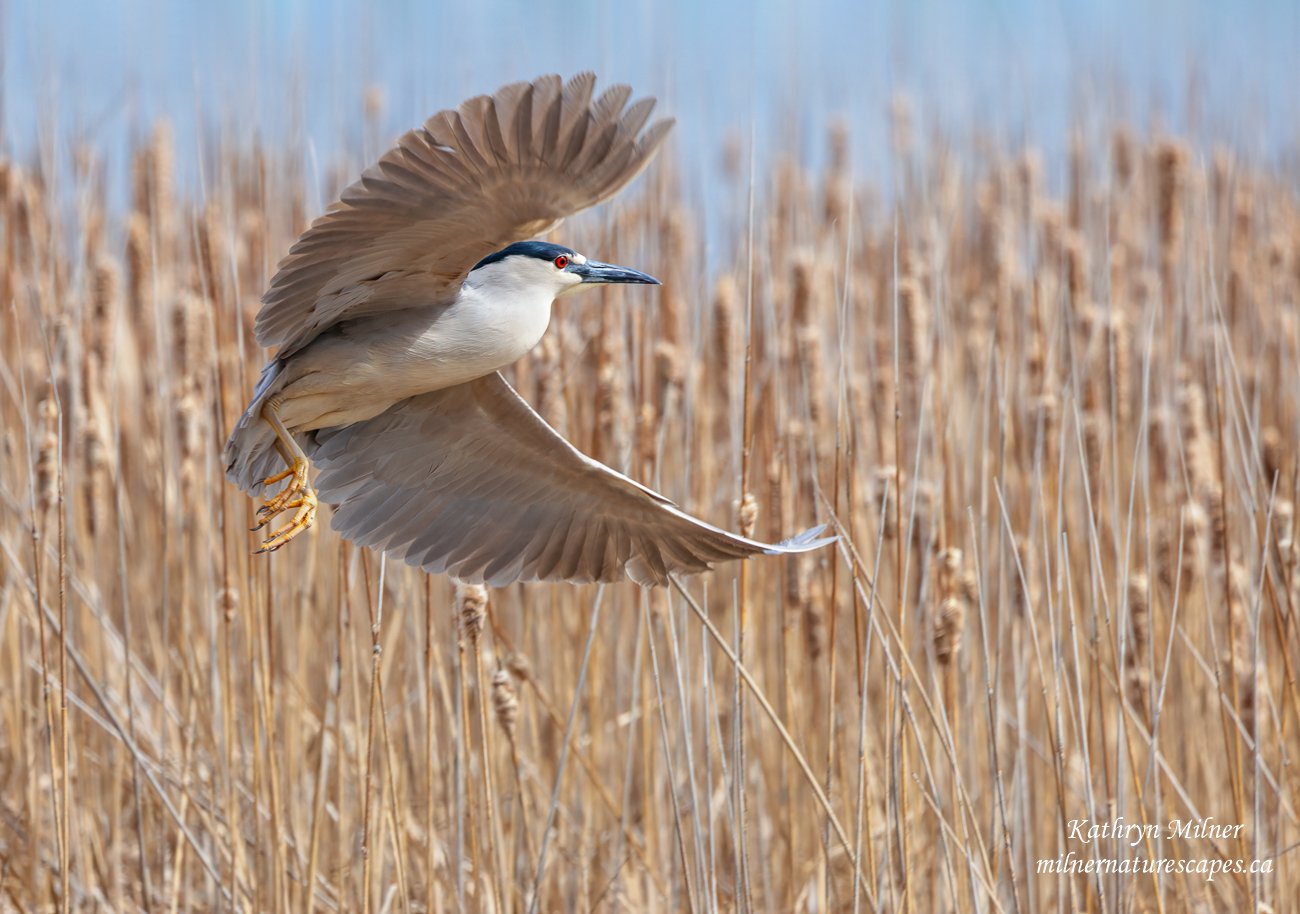 Black-crowned Night-heron.jpg