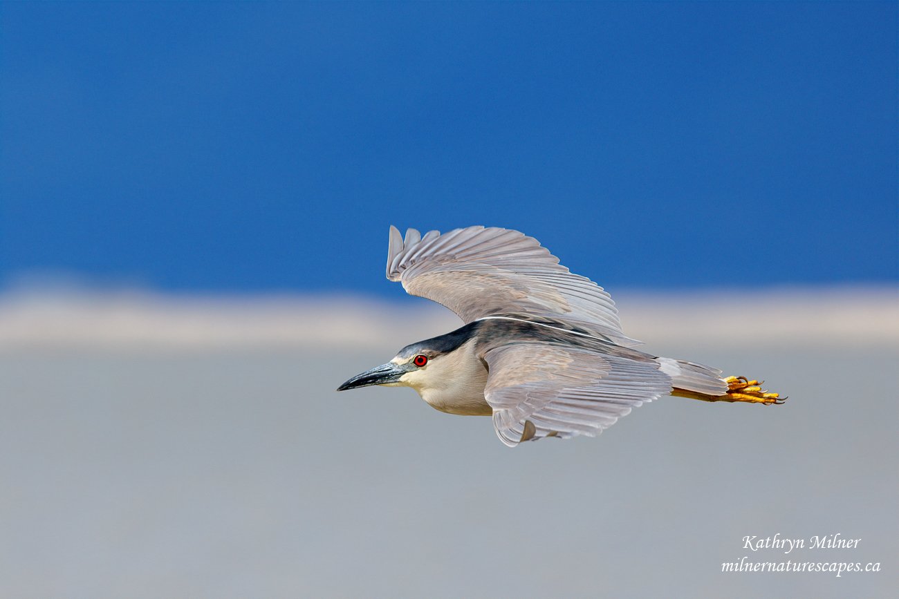 Black Crowned Night Heron.jpg