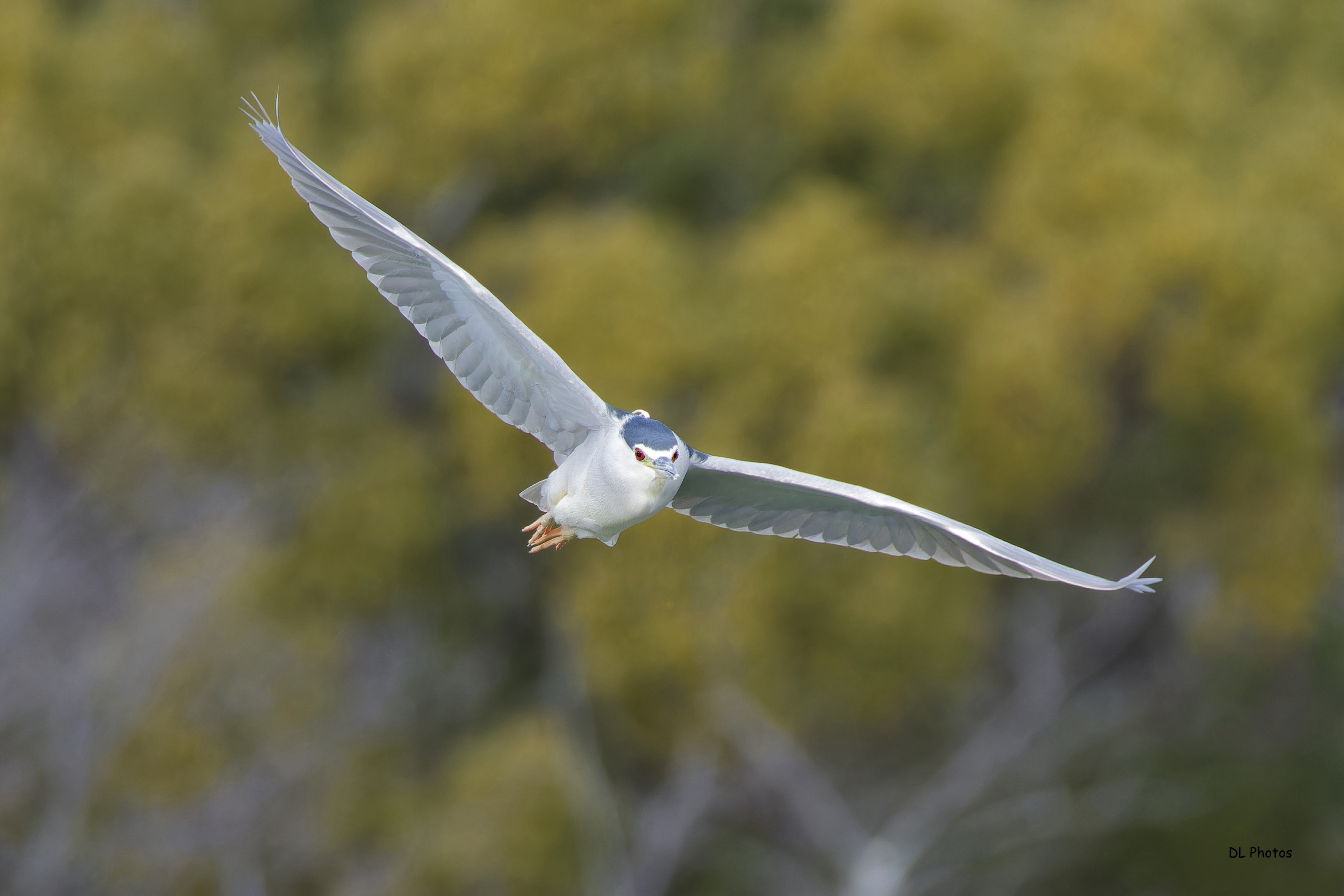 Black-crowned night heron