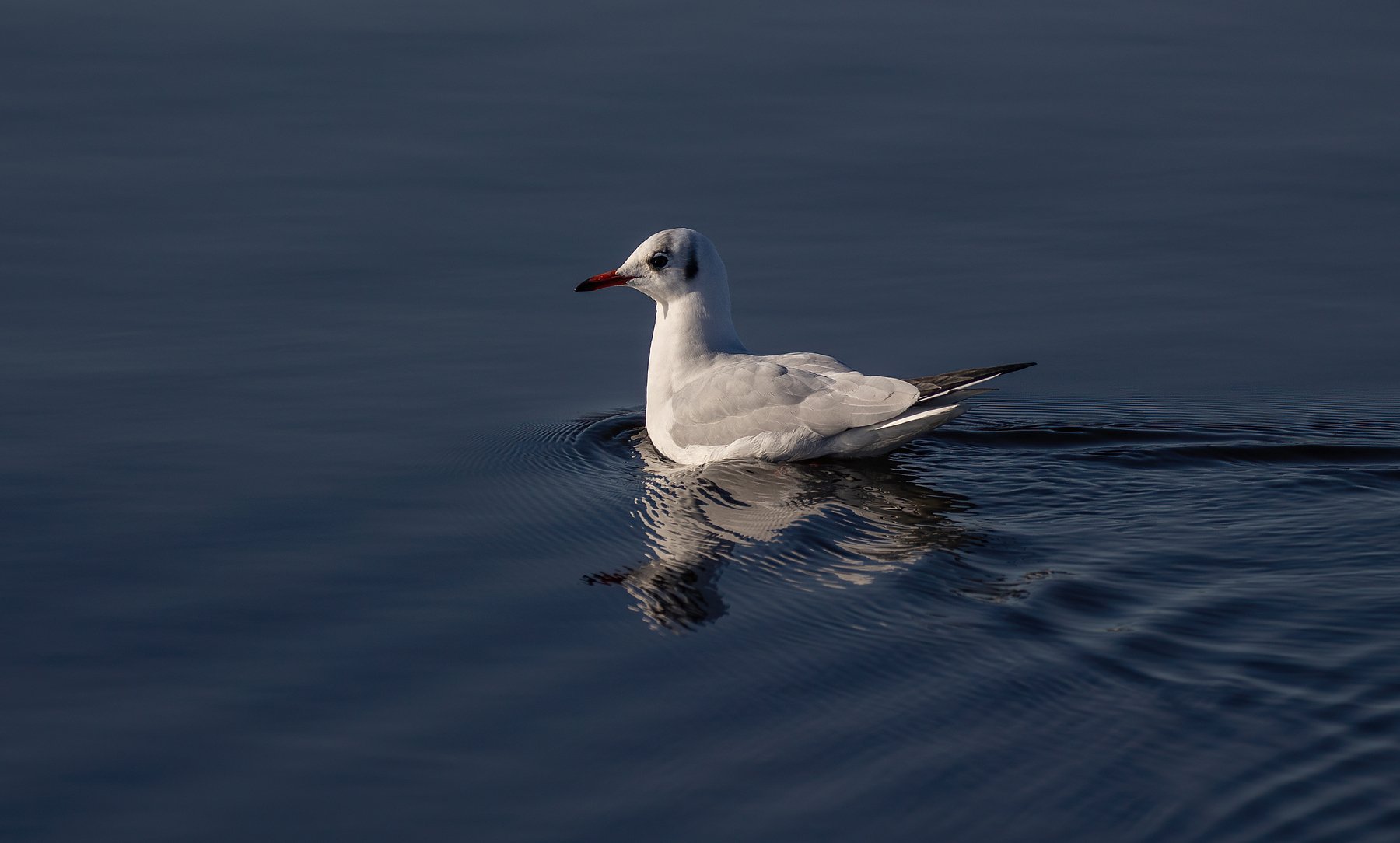 Black Headed Gull