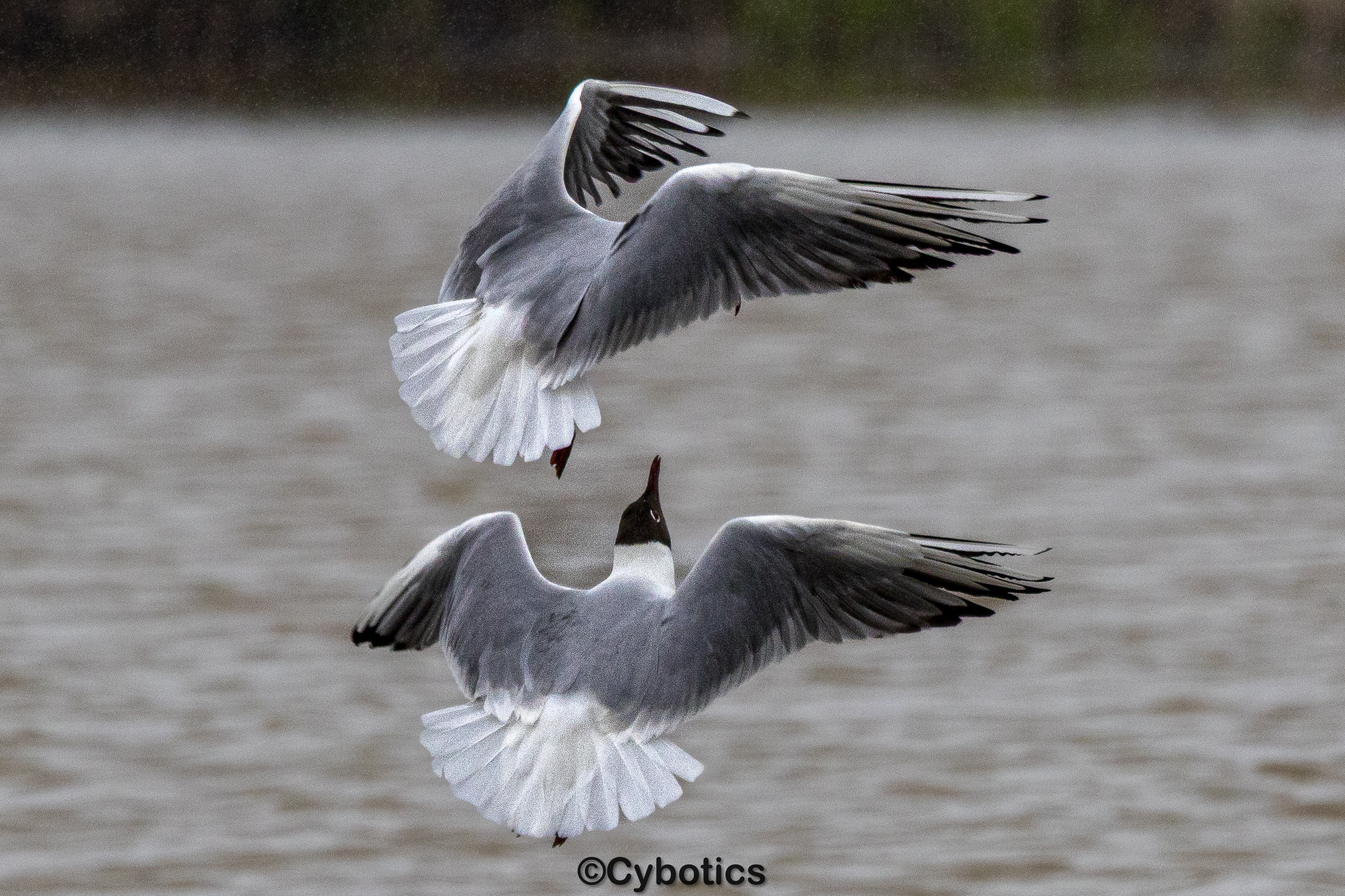 Black headed gulls