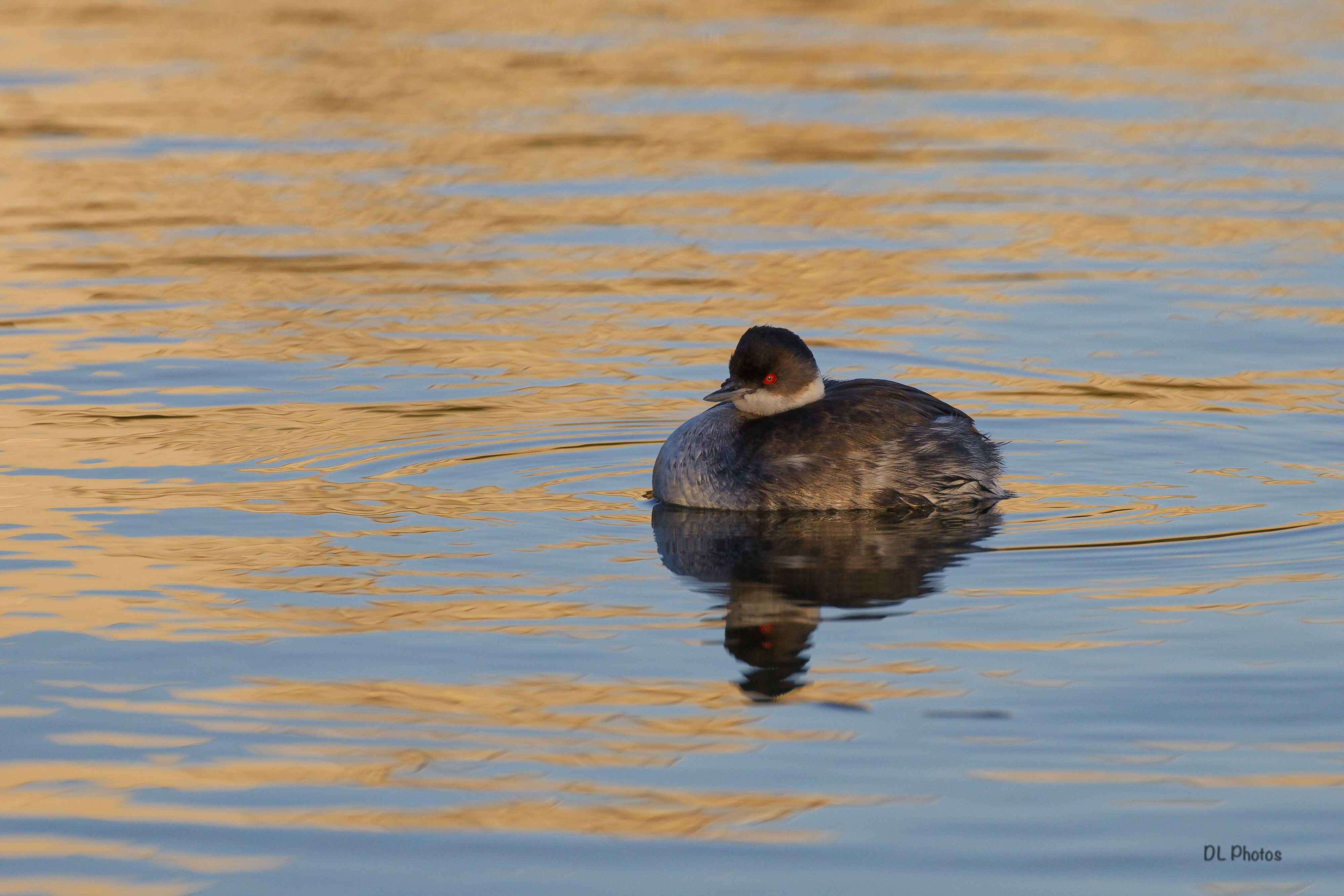 Black-necked grebe