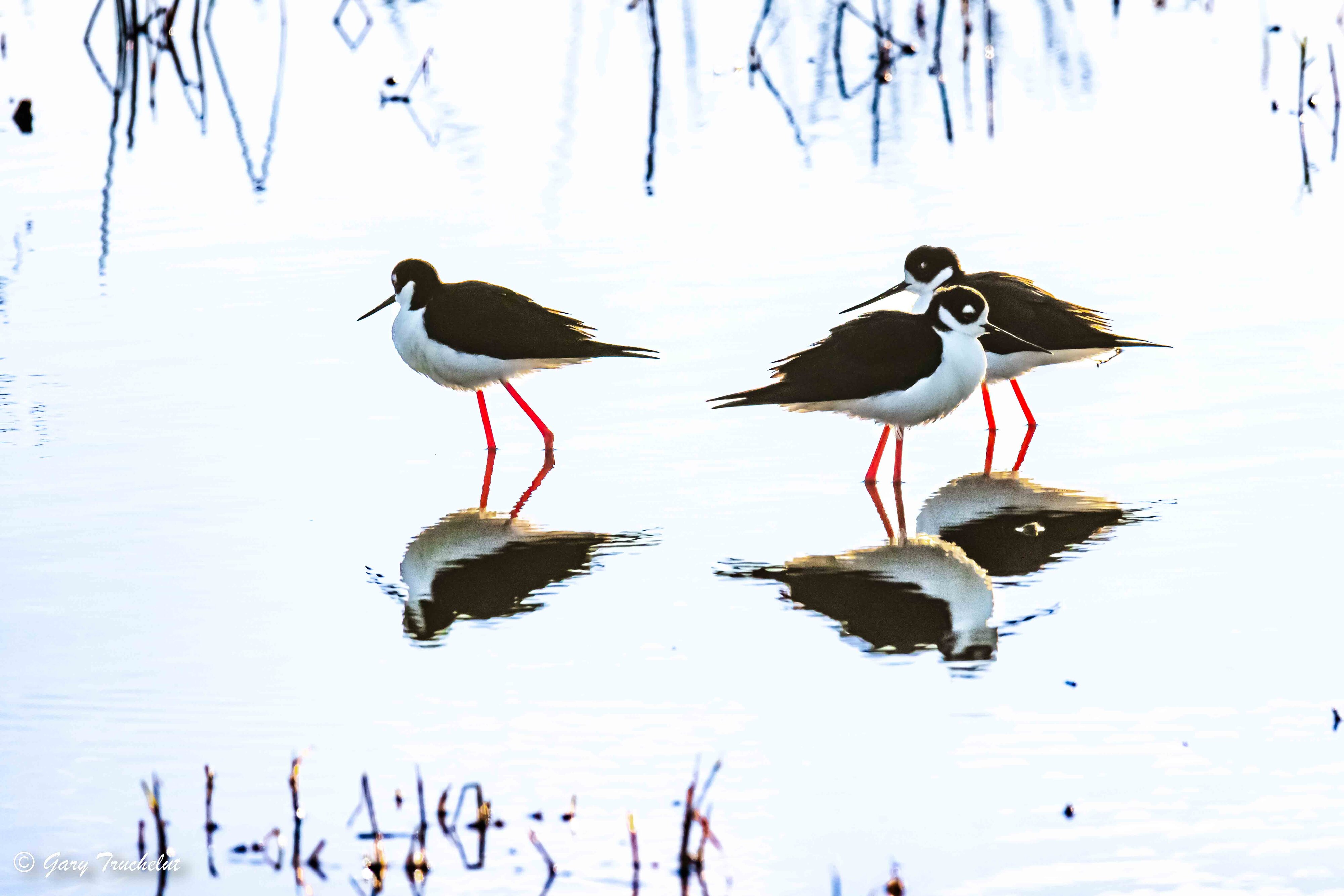 Black-necked Stilts and Reflections