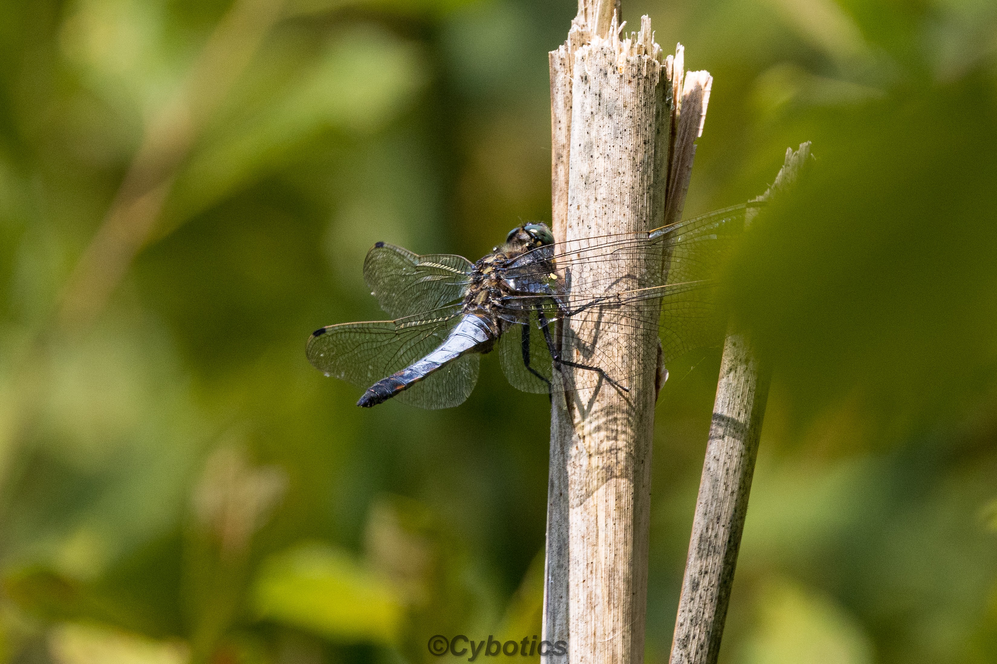 Black Tailed Skimmer