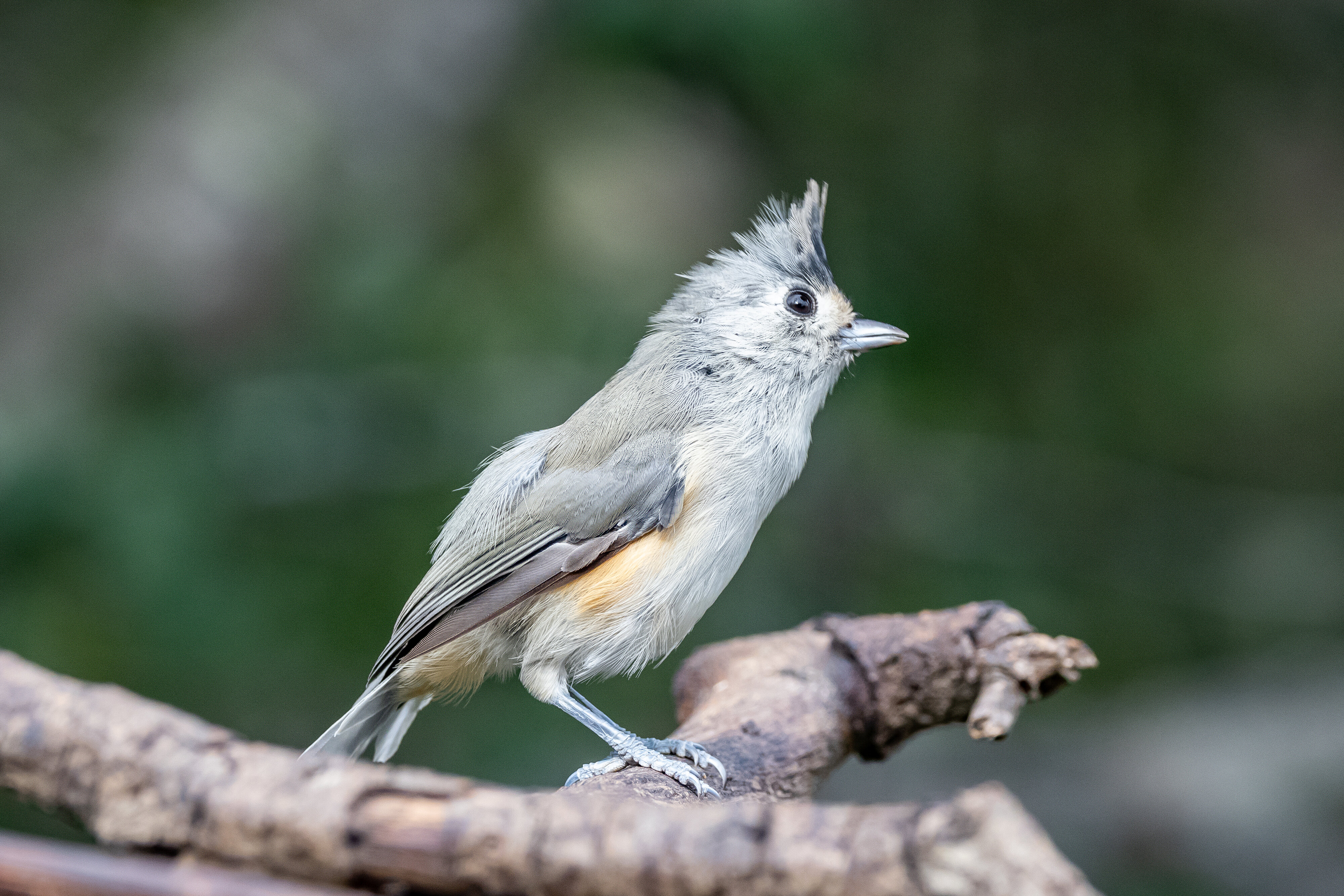 Black tufted titmouse