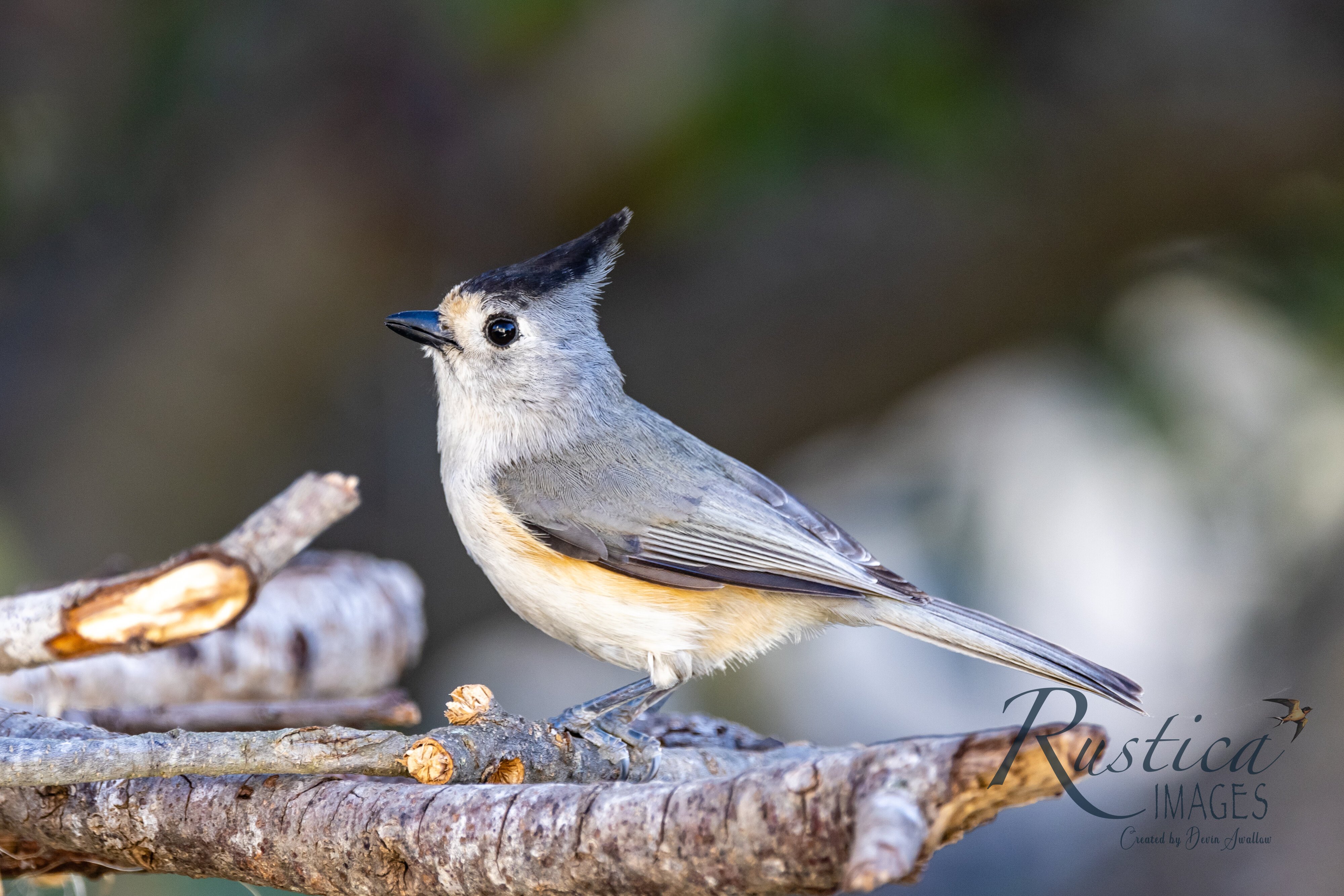 Black Tufted Titmouse