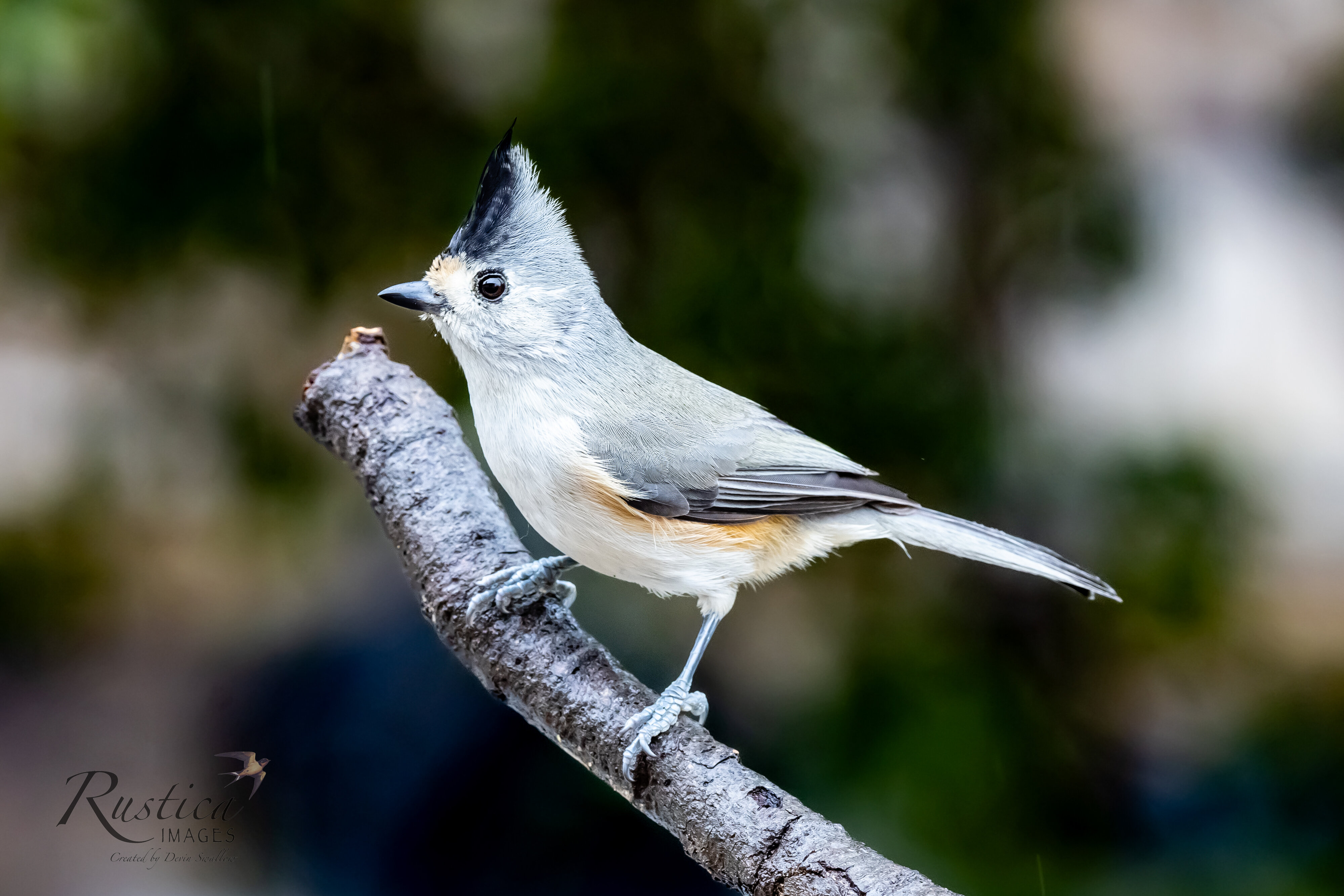 Black tufted titmouse