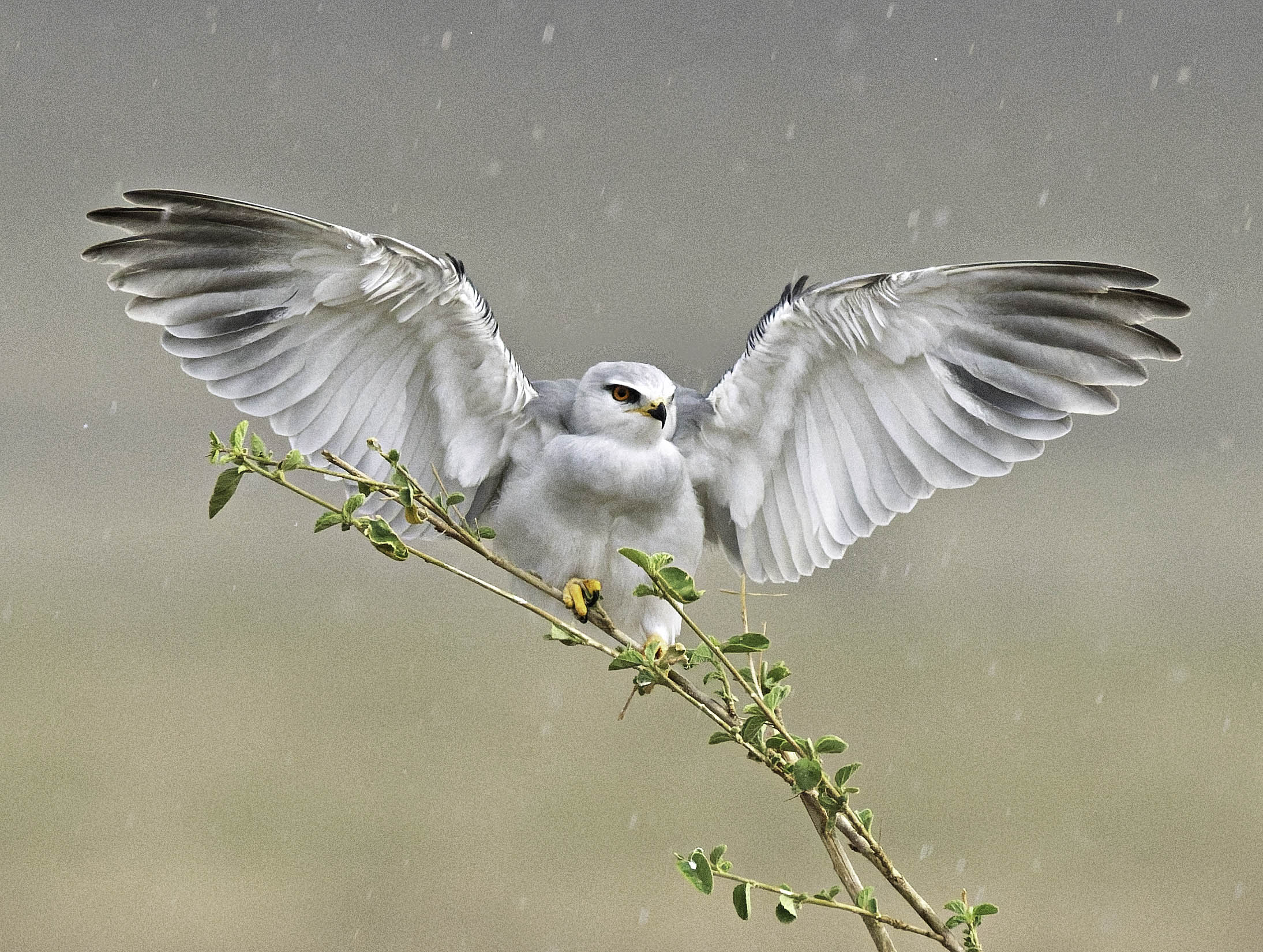 Black-Winged Kite in Rain Lewa, Kenya (1 of 1).jpg