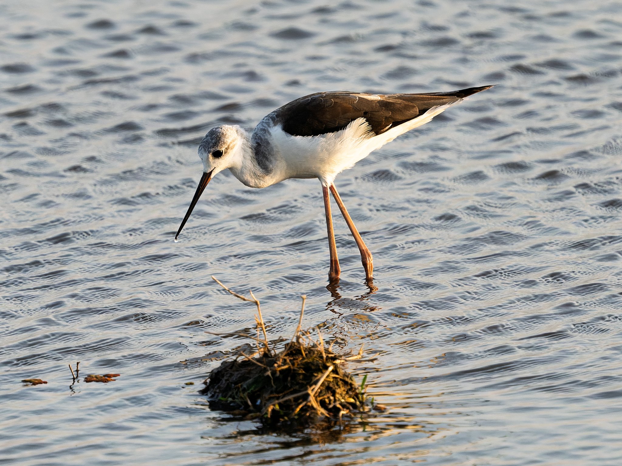 Black-Winged Stilt, Amboseli Kenya_.jpg