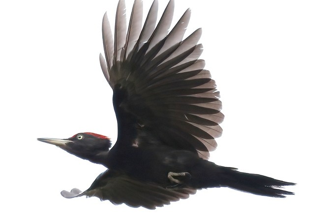 Black woodpecker in flight (1)