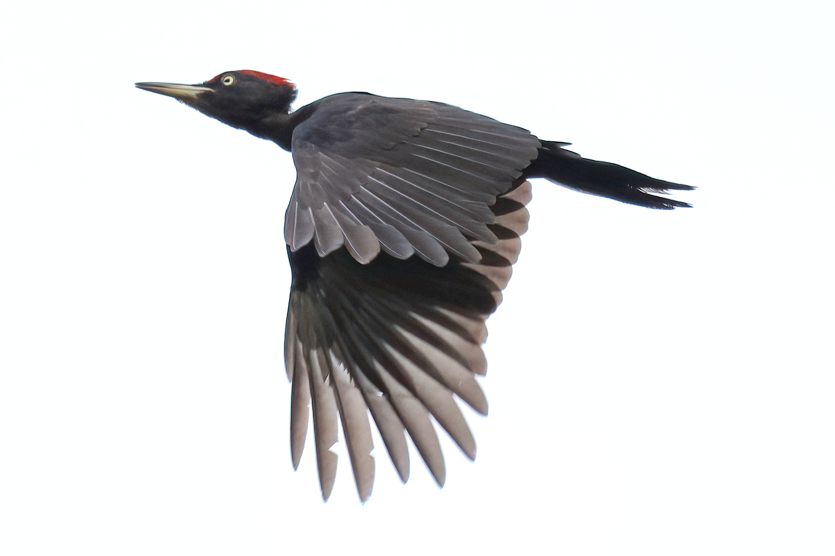 Black woodpecker inflight (2)