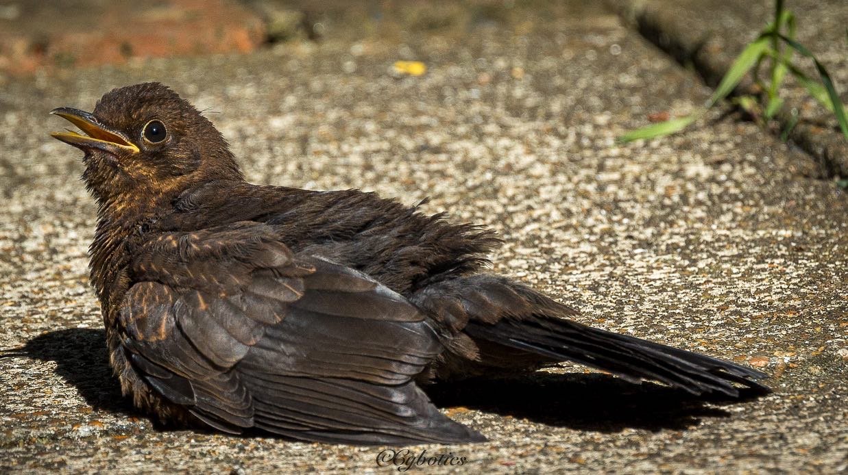 Blackbird sunbathing