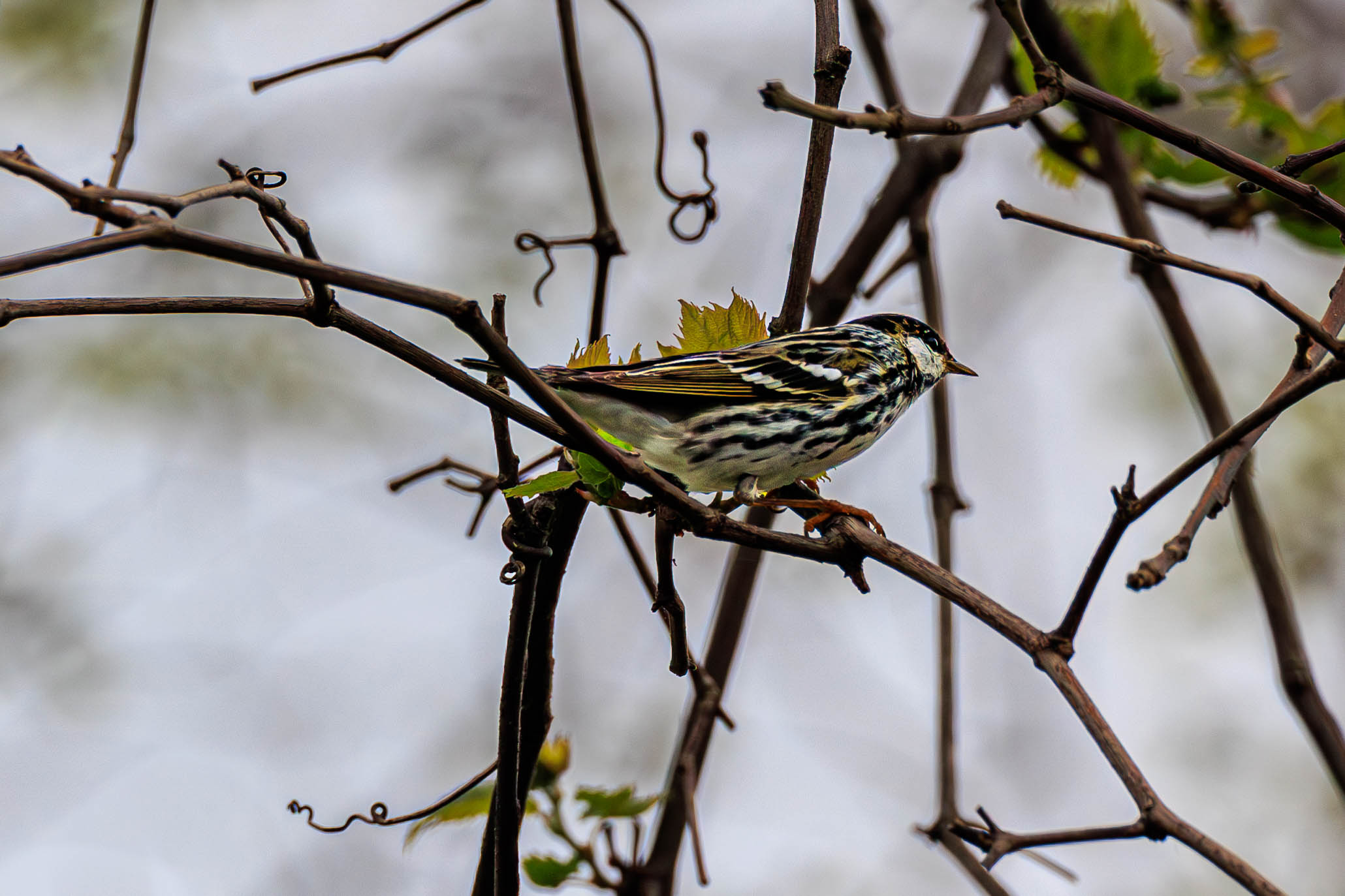 Blackpoll Warbler