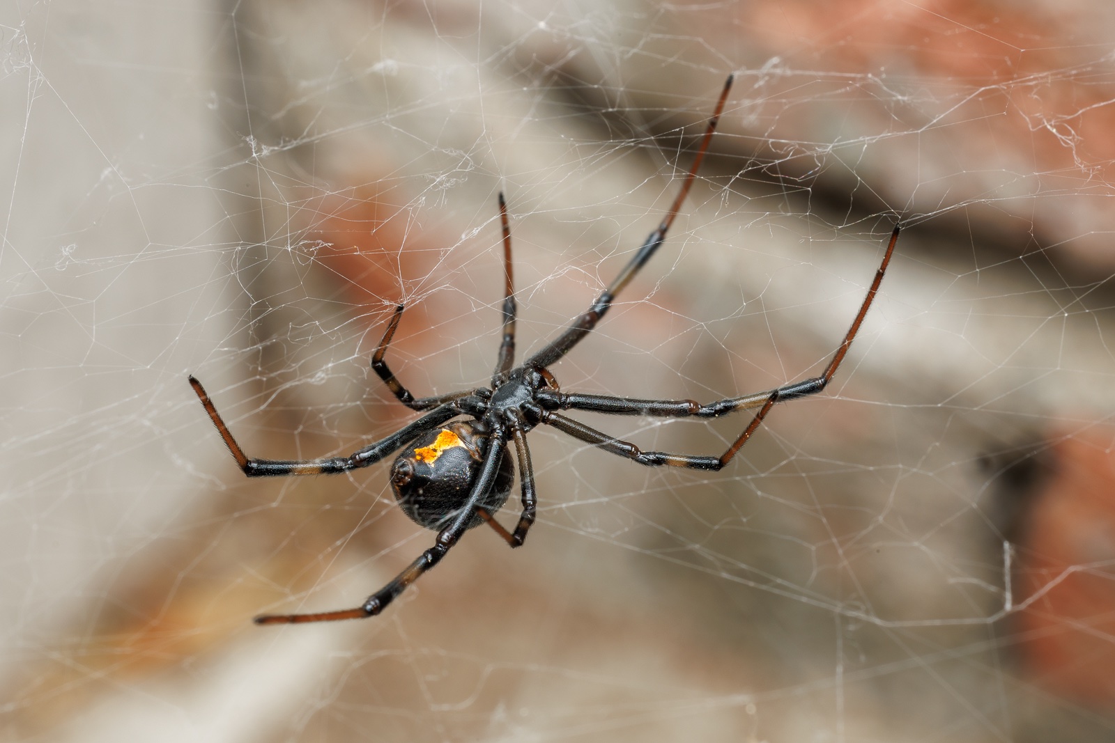 BlackWidow-250524-2.jpg