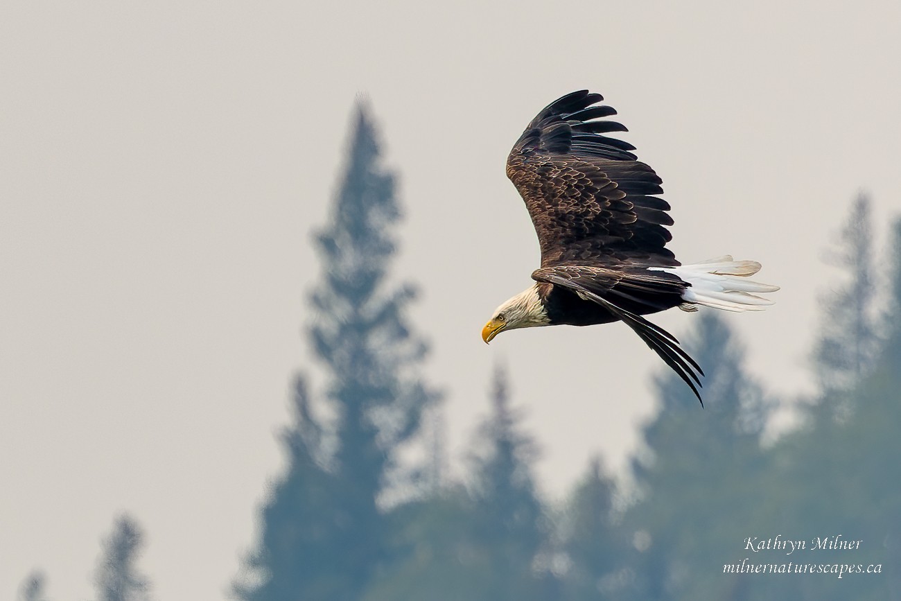 Blad Eagle in Smoke from Forest Fire.jpg