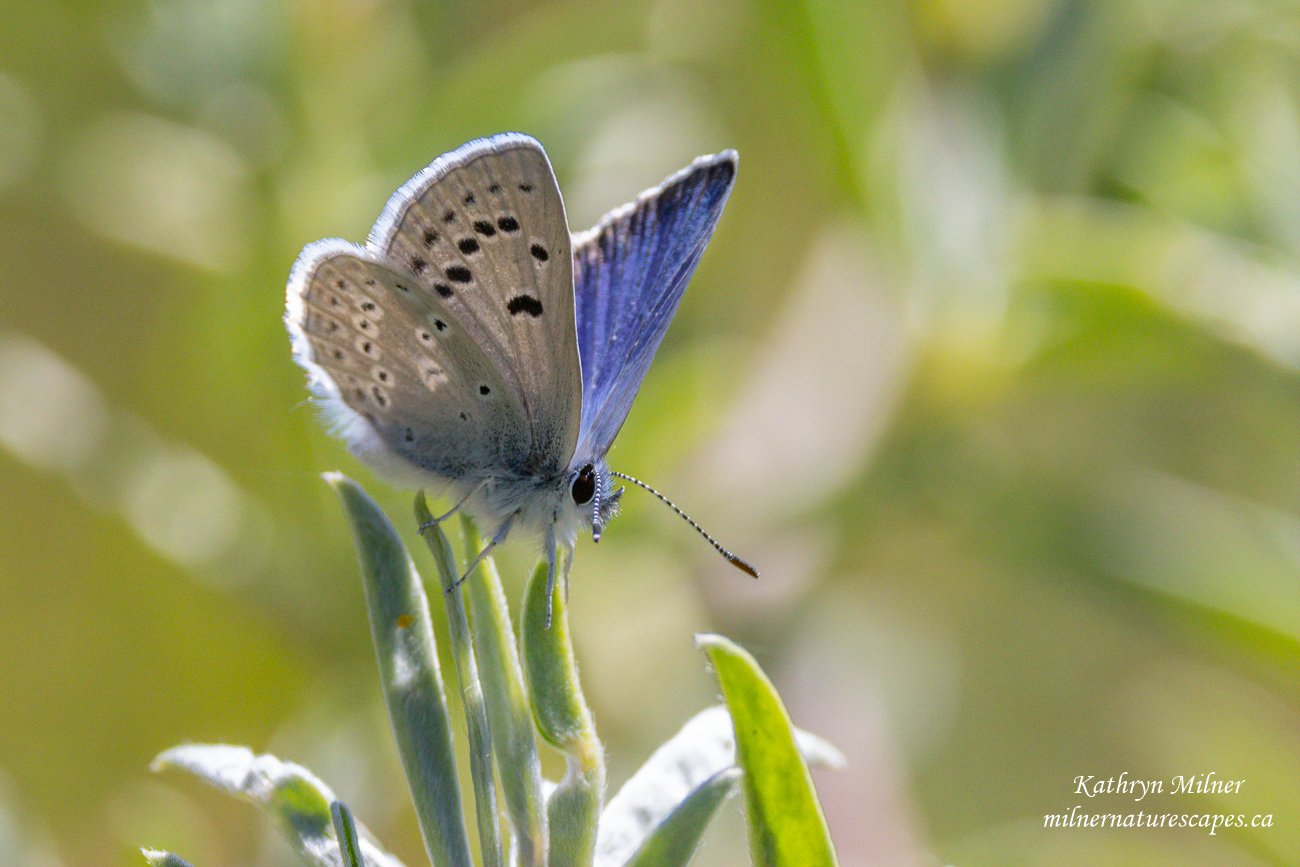 Blue Butterfly.jpg