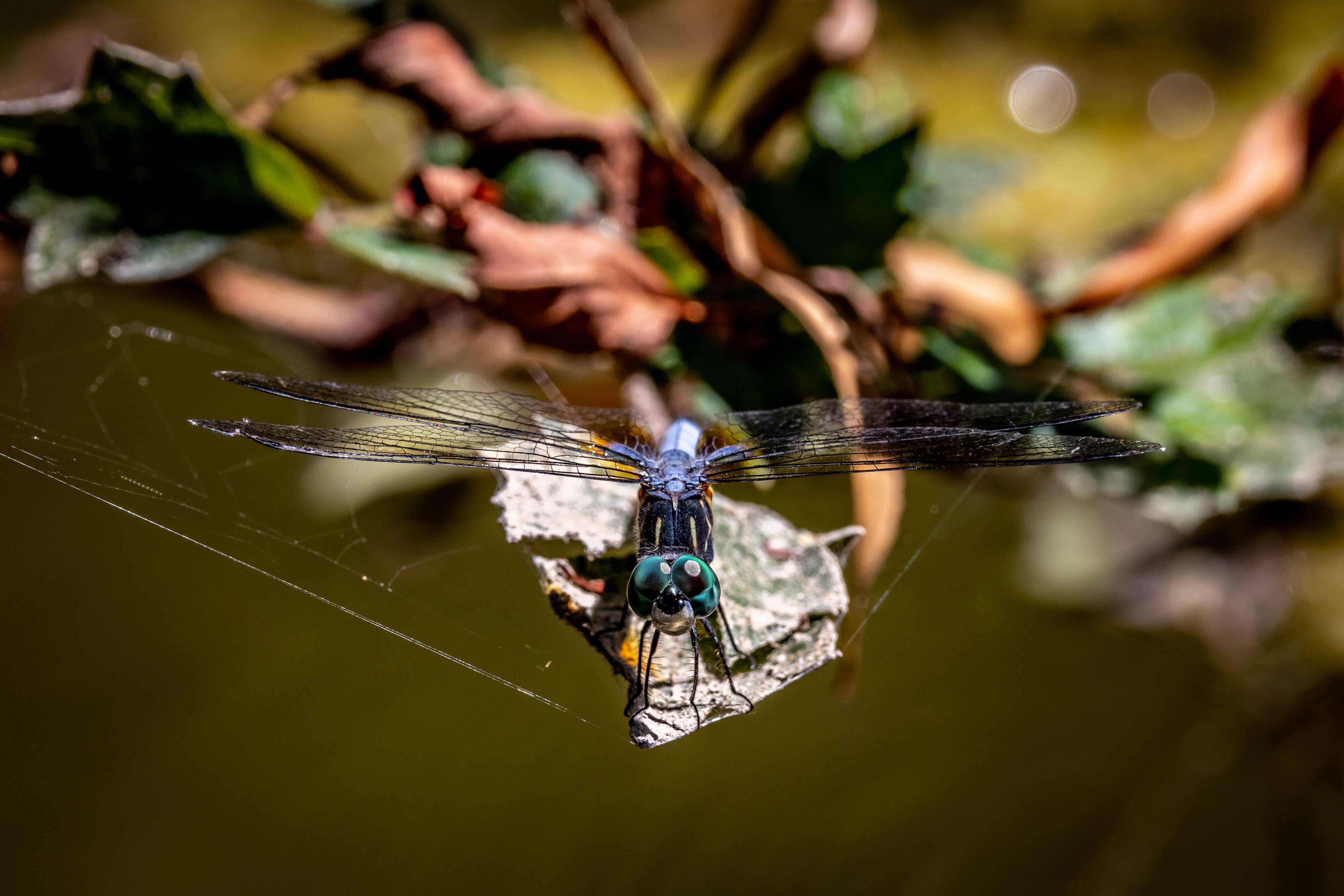 Blue dragonfly on leaf