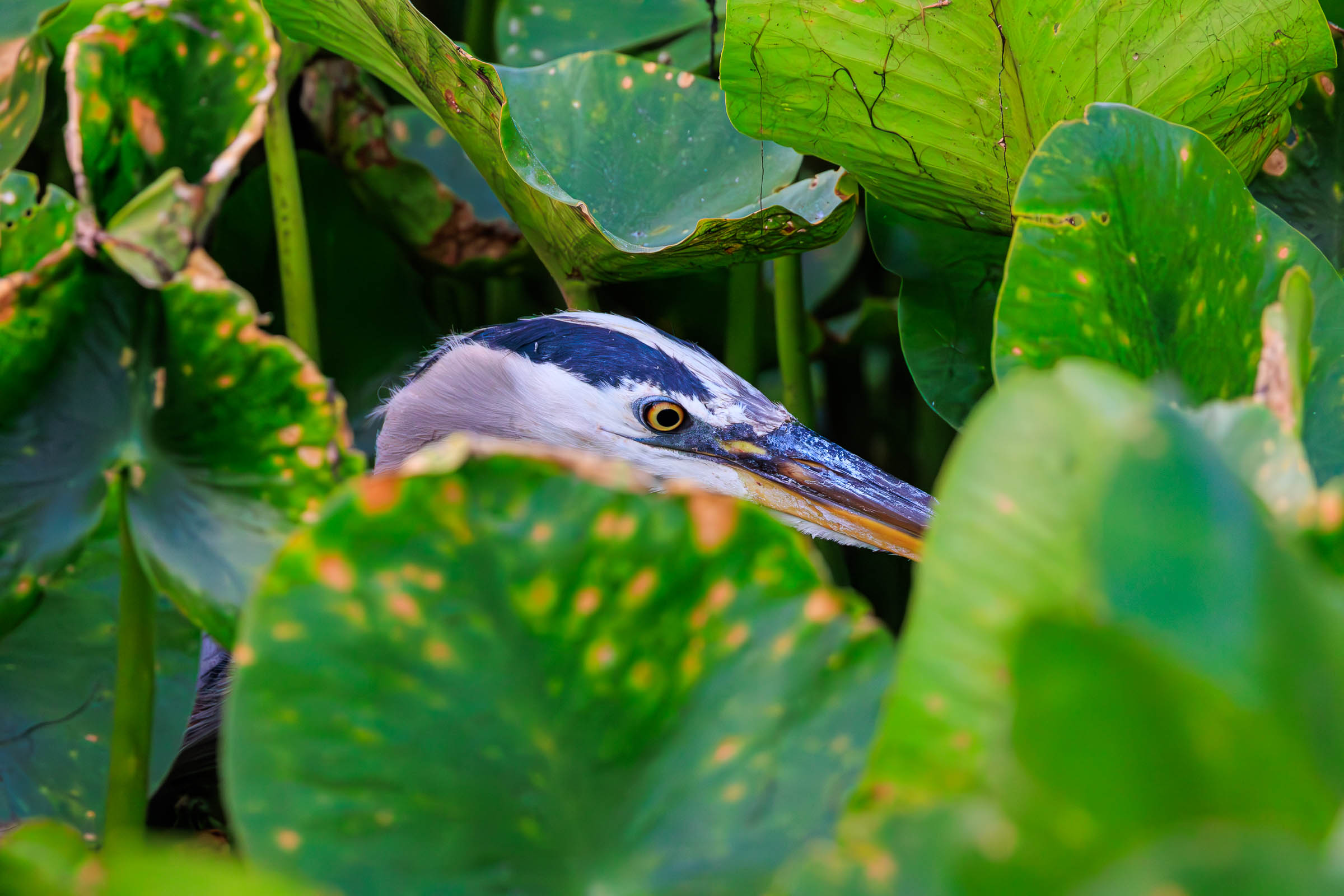 Blue Heron on the hunt!