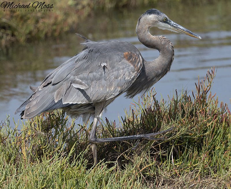 Blue heron walking profile