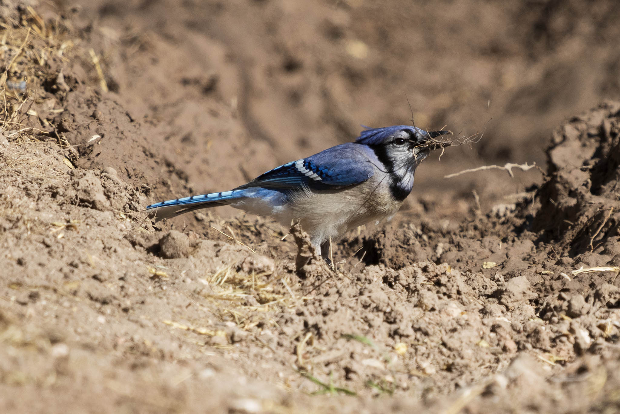 Blue Jay-7N8A7740-w.jpg