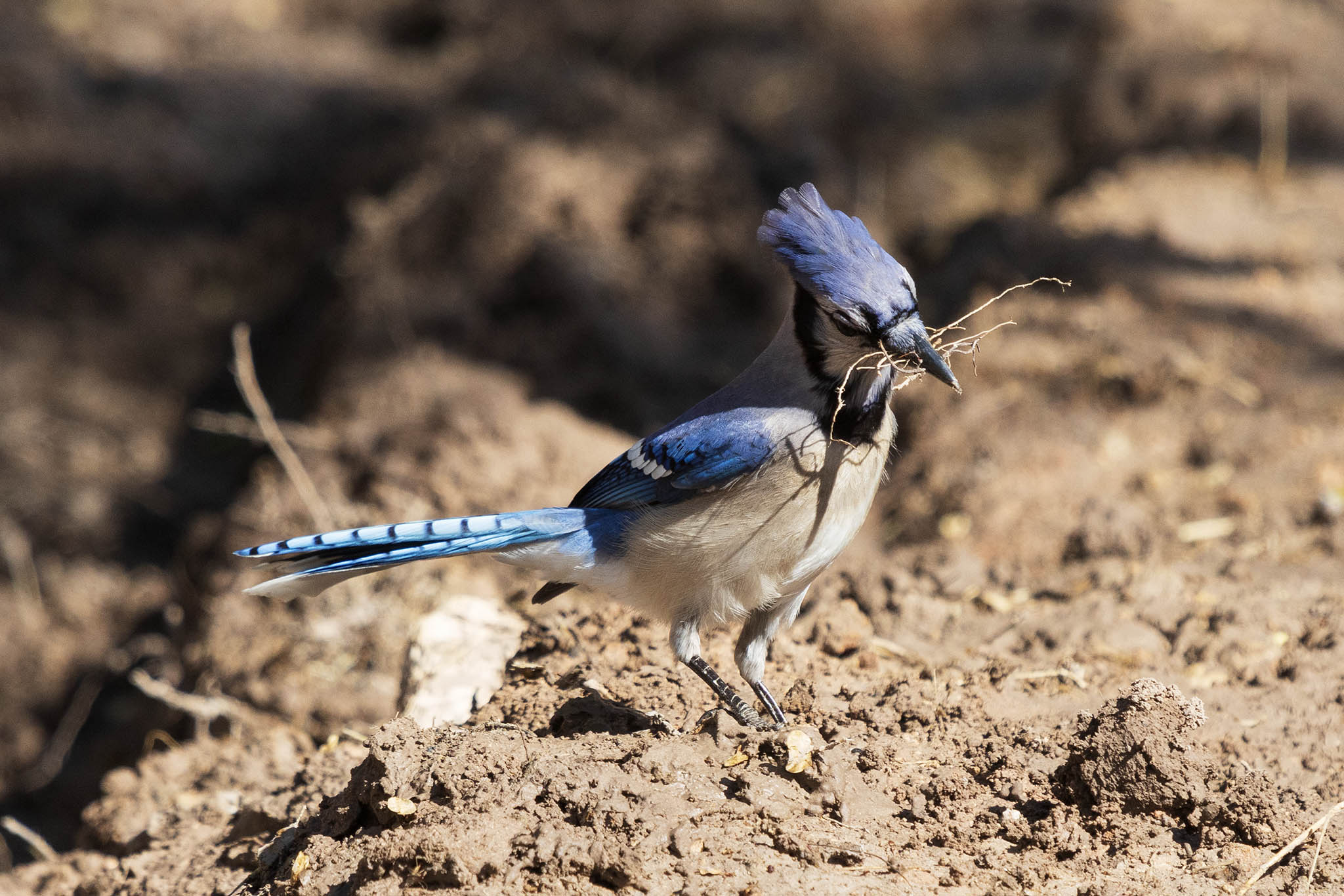 Blue Jay-7N8A7745-w.jpg