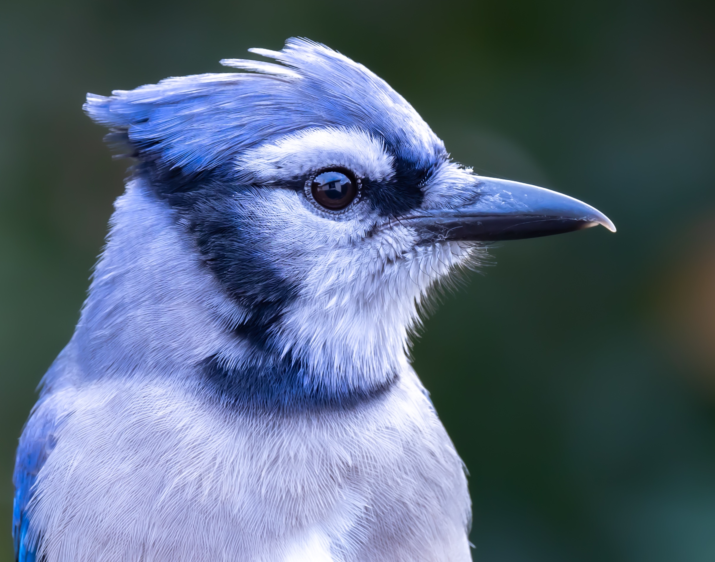 blue Jay Buddy