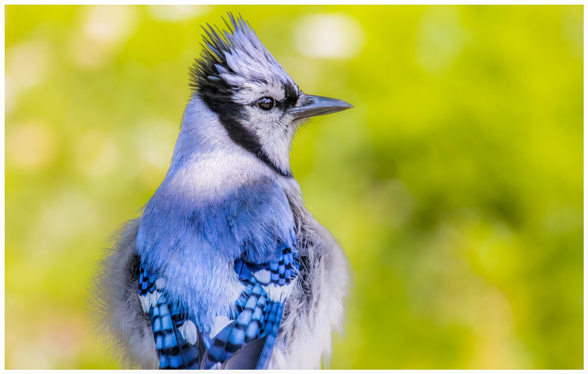 Blue Jay.jpg | Canon RF Shooters Forums