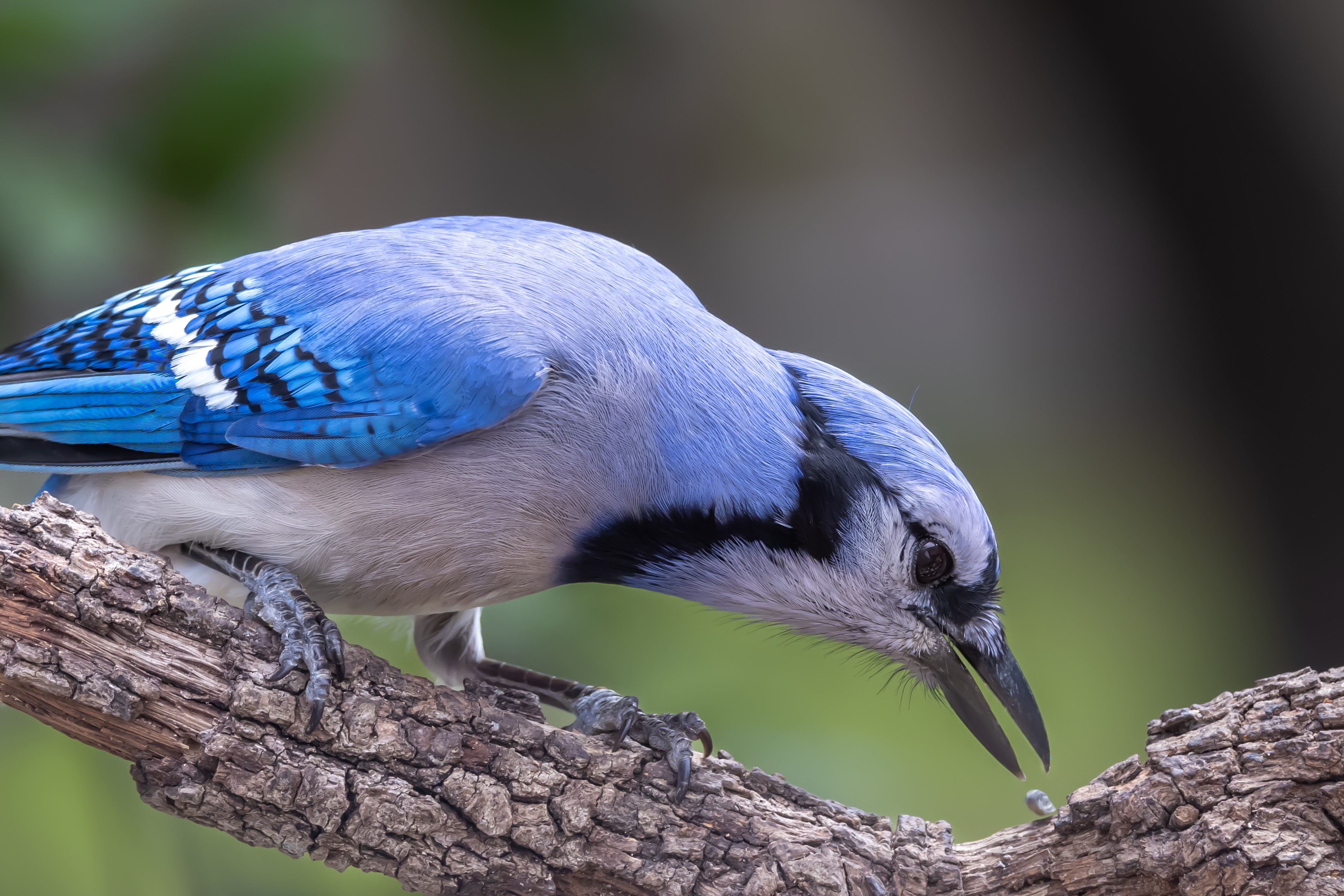 Blue jay | Canon RF Shooters Forums