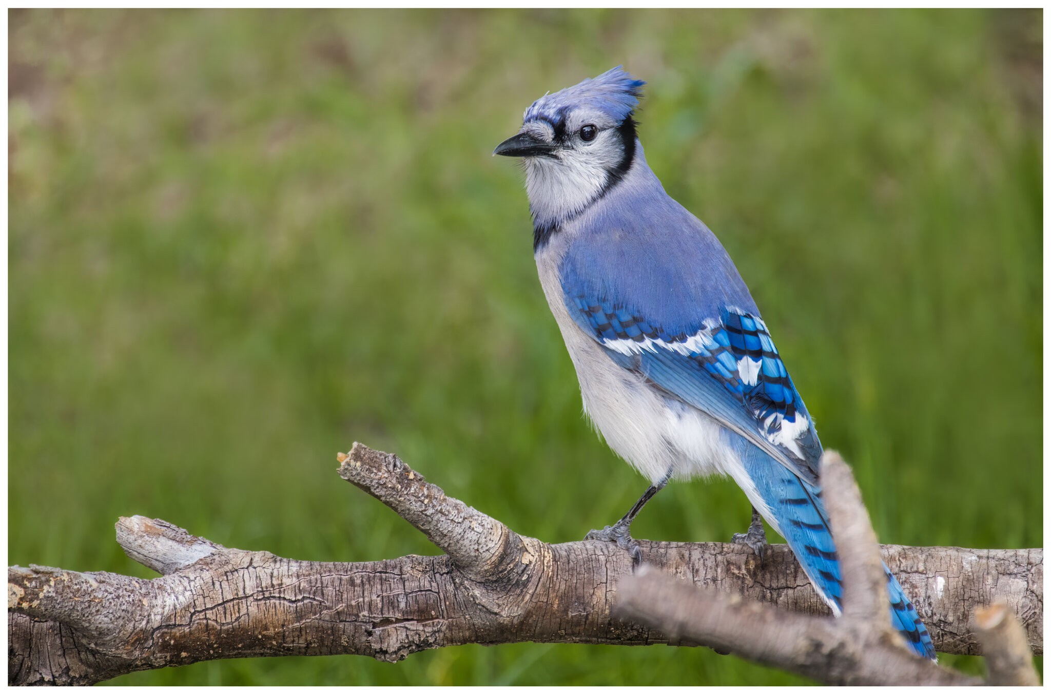 Blue Jay2.jpg