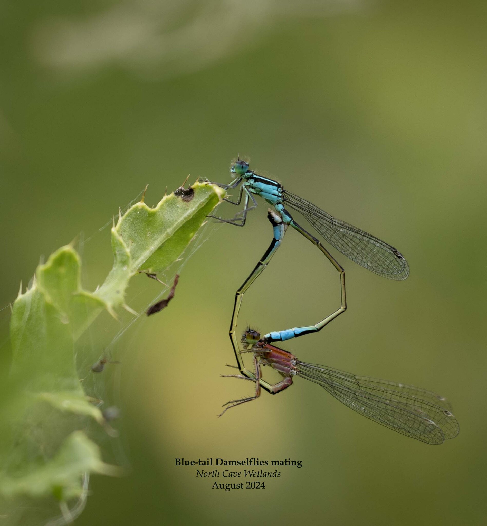 Blue-tail Damselflies mating 1.jpg | Canon RF Shooters Forums
