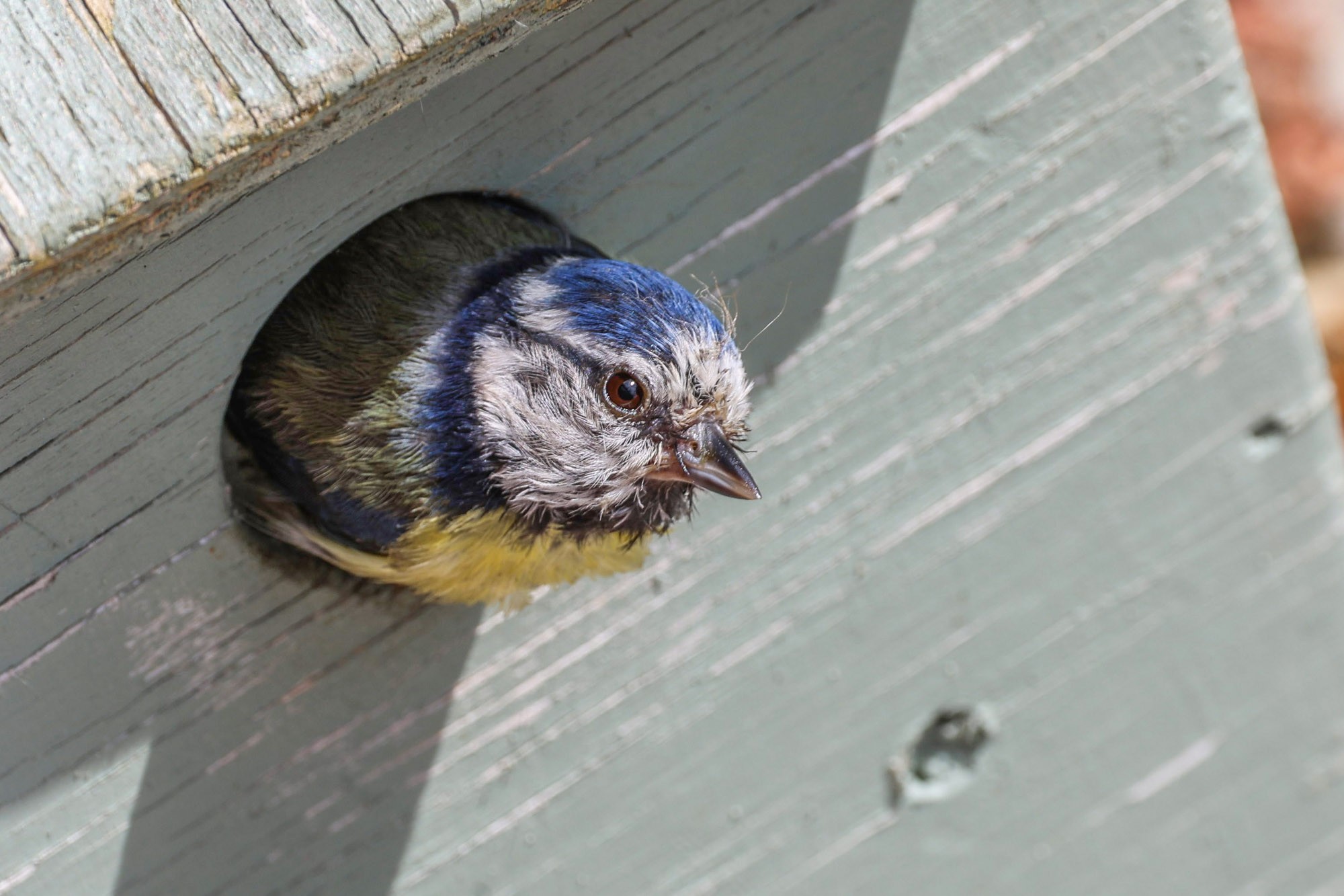 Blue Tit