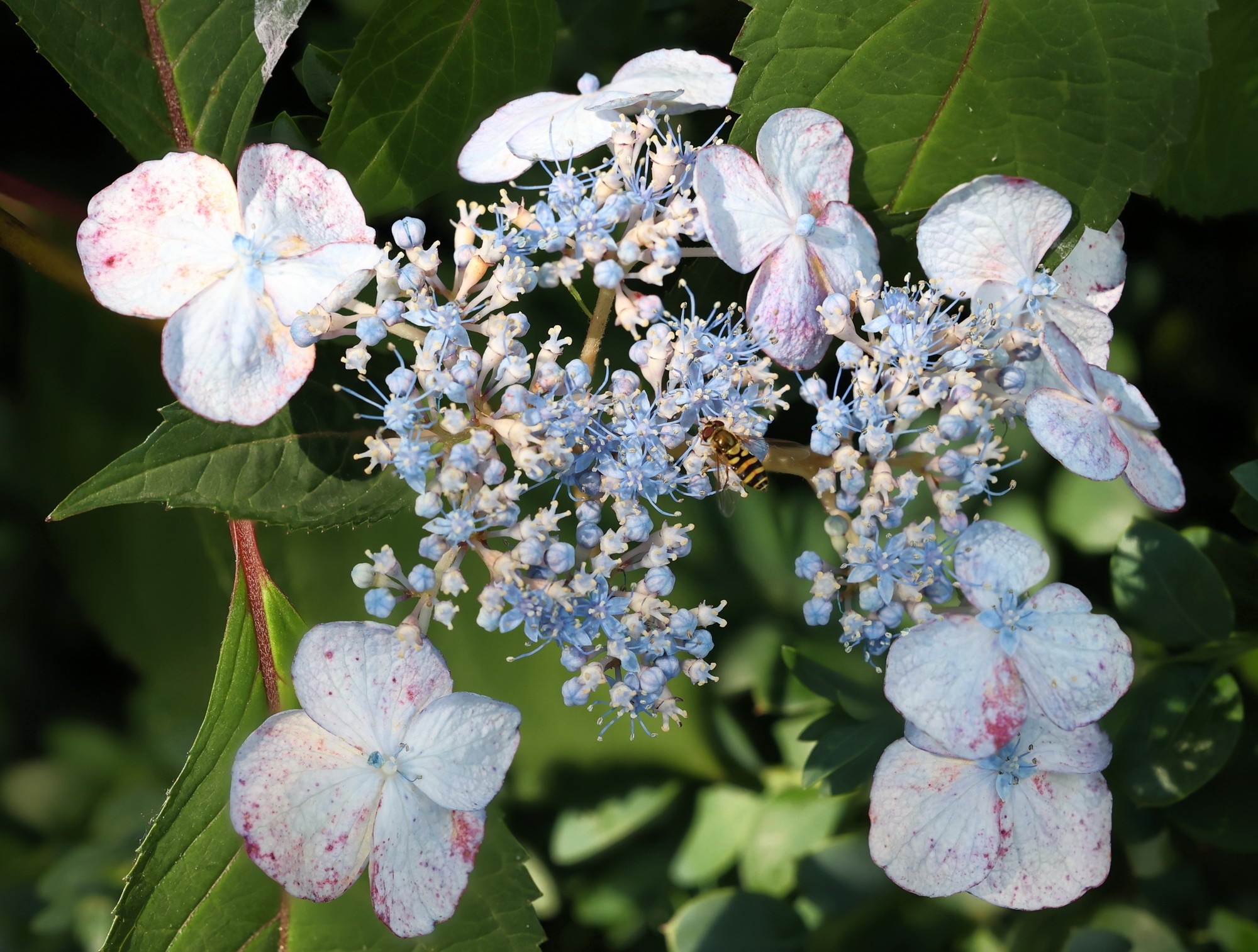 Blue Tree Flowers with a Hoverfly