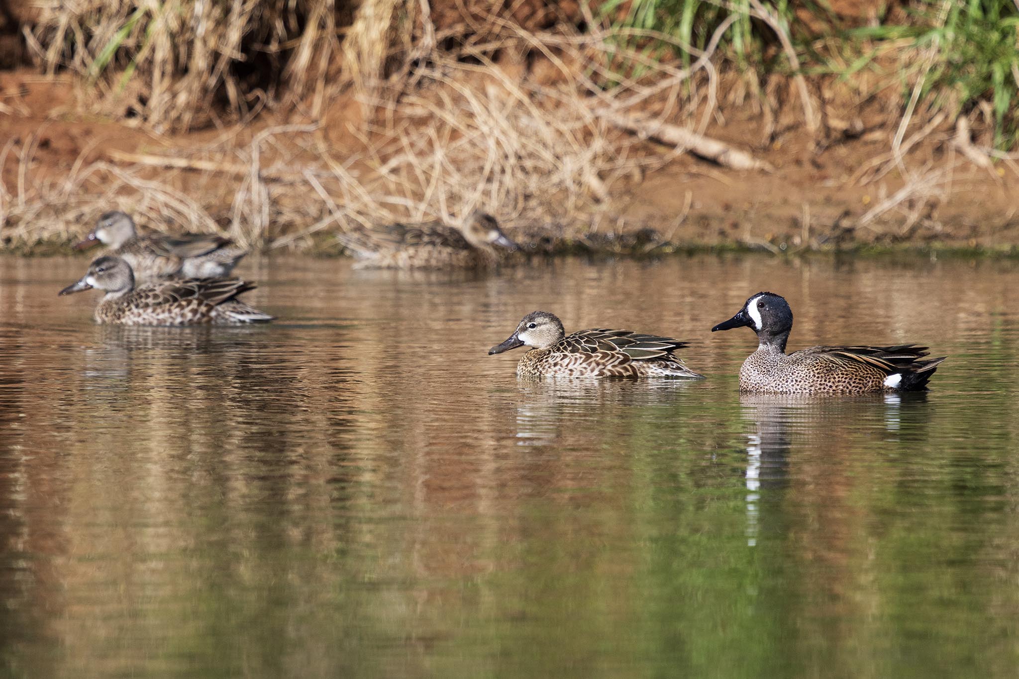 Blue-Winged Teal-7N8A8009-w.jpg