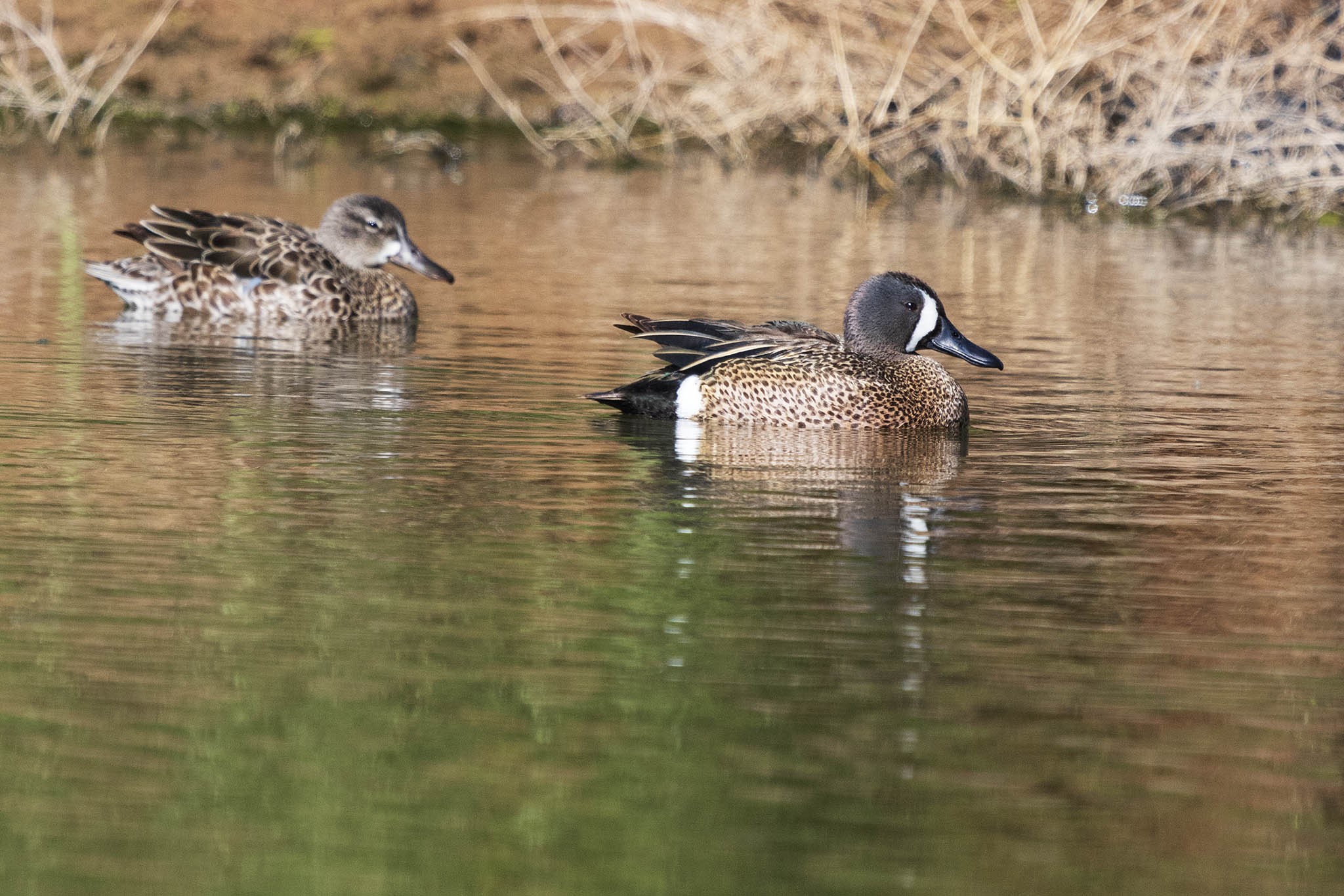 Blue-Winged Teal-7N8A8033-w.jpg